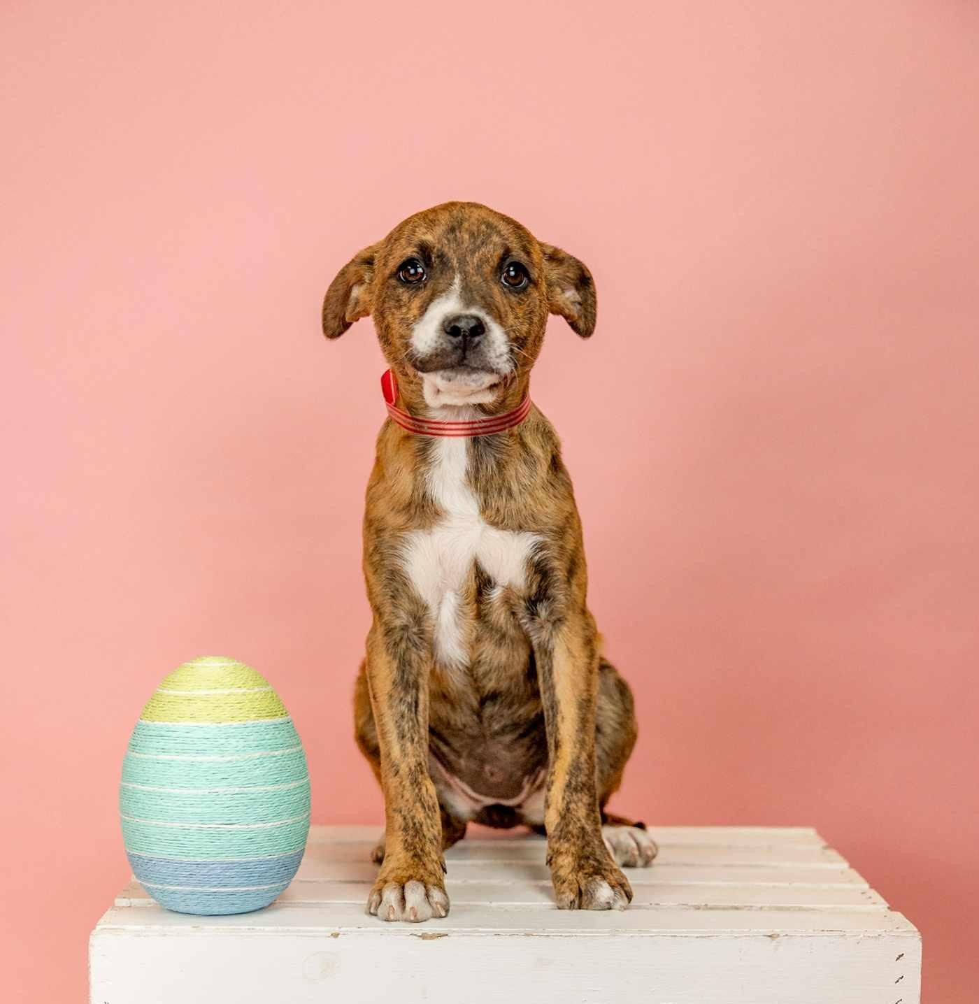 Enlarge 231-26 (Twix), a ADOPTABLE mixed breed in Brighton, CO image 1/5