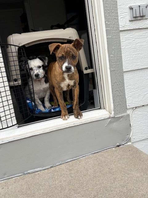 Enlarge 231-26 (Twix), a ADOPTABLE mixed breed in Brighton, CO image 4/5