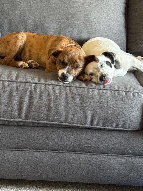 Enlarge 231-26 (Twix), a ADOPTABLE mixed breed in Brighton, CO image 3/5