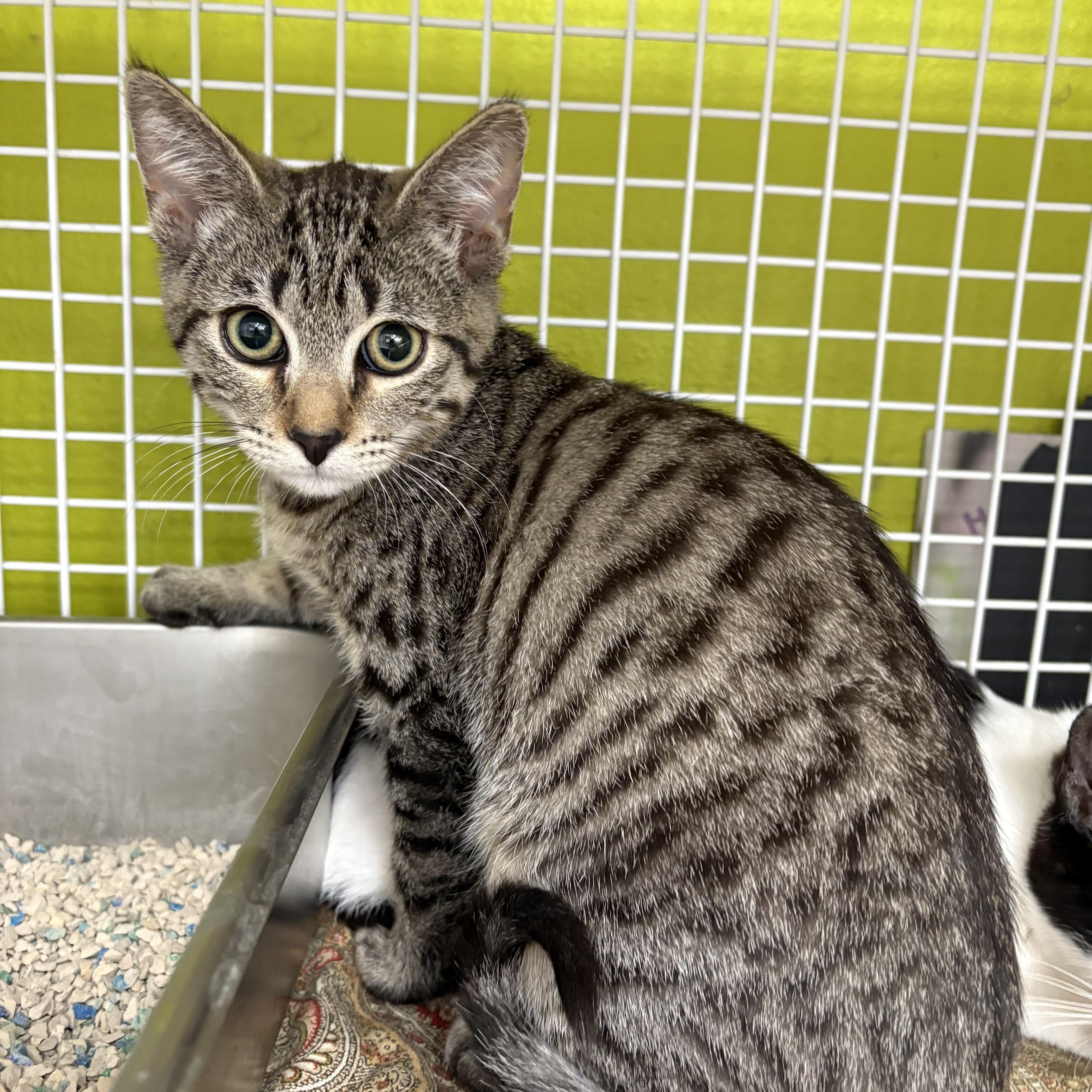 Enlarge Cookie, an adopted Domestic Short Hair in La Canada, CA image 1/1