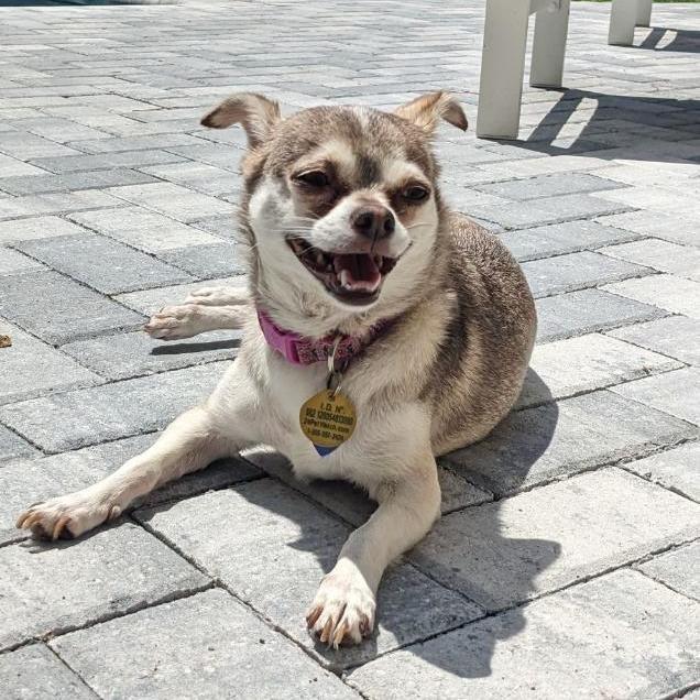 Chloe, Adoptable, Senior Female Chihuahua.