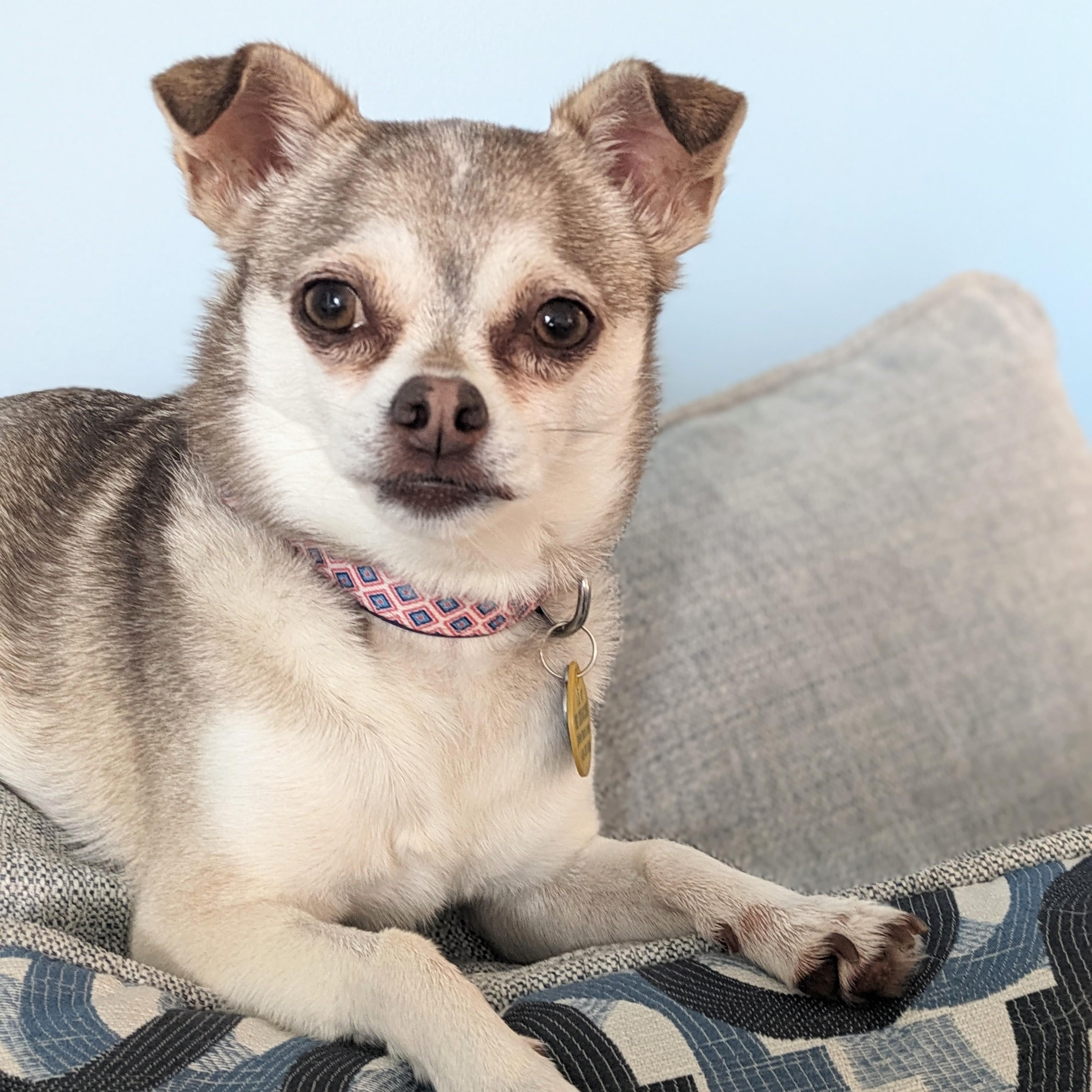 Enlarge Chloe, a Adoptable mixed breed in Savannah, GA image 3/4