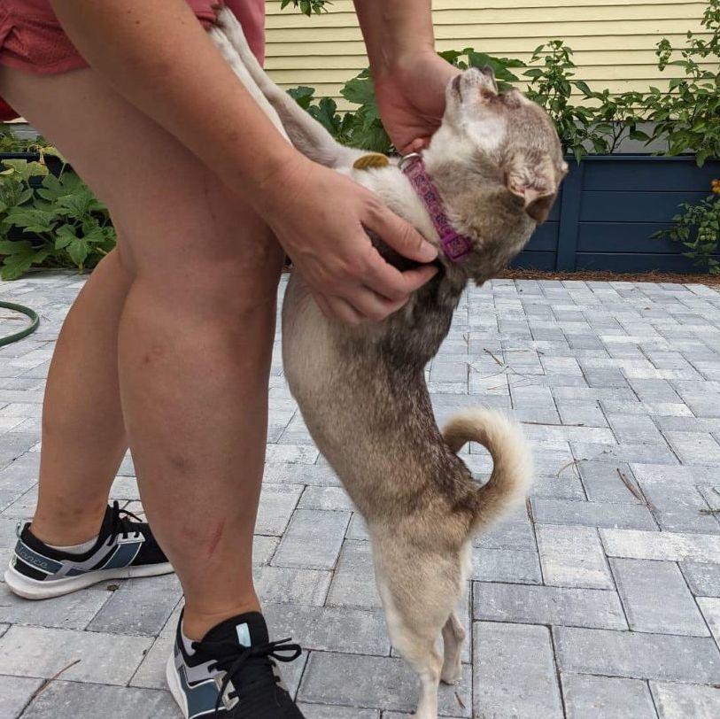 Enlarge Chloe, a Adoptable mixed breed in Savannah, GA image 4/4