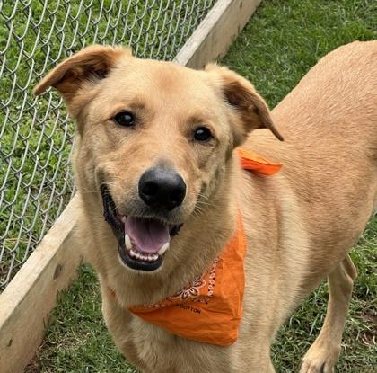 Topper $85, Adoptable, Adult Male Golden Retriever & Mixed Breed.