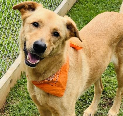 Topper $85, a Adoptable mixed breed in Seneca, SC image 2/3