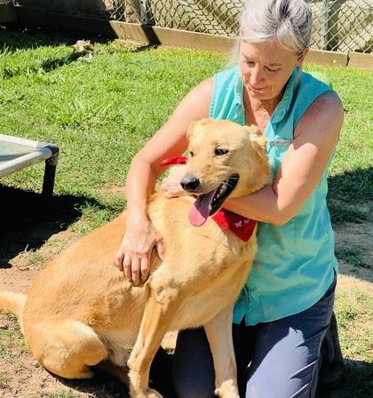 Topper $85, a Adoptable mixed breed in Seneca, SC image 3/3