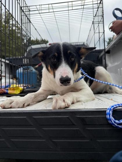 Gumbie, Adoptable, Young Male Mixed Breed.