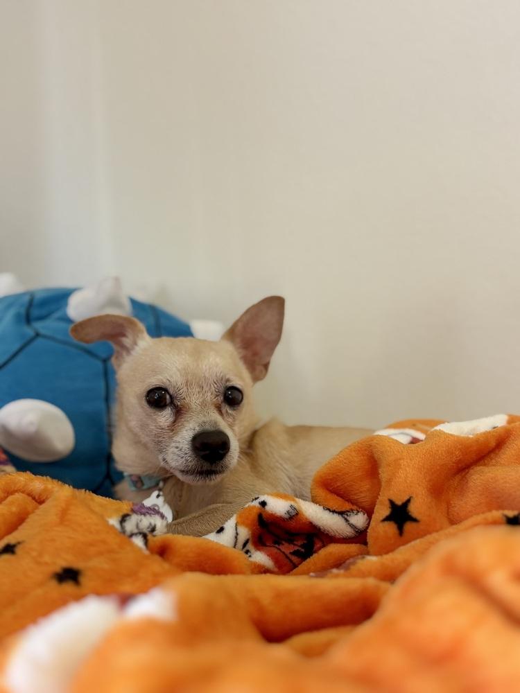 Rolo, Adoptable, Adult Male Chihuahua.