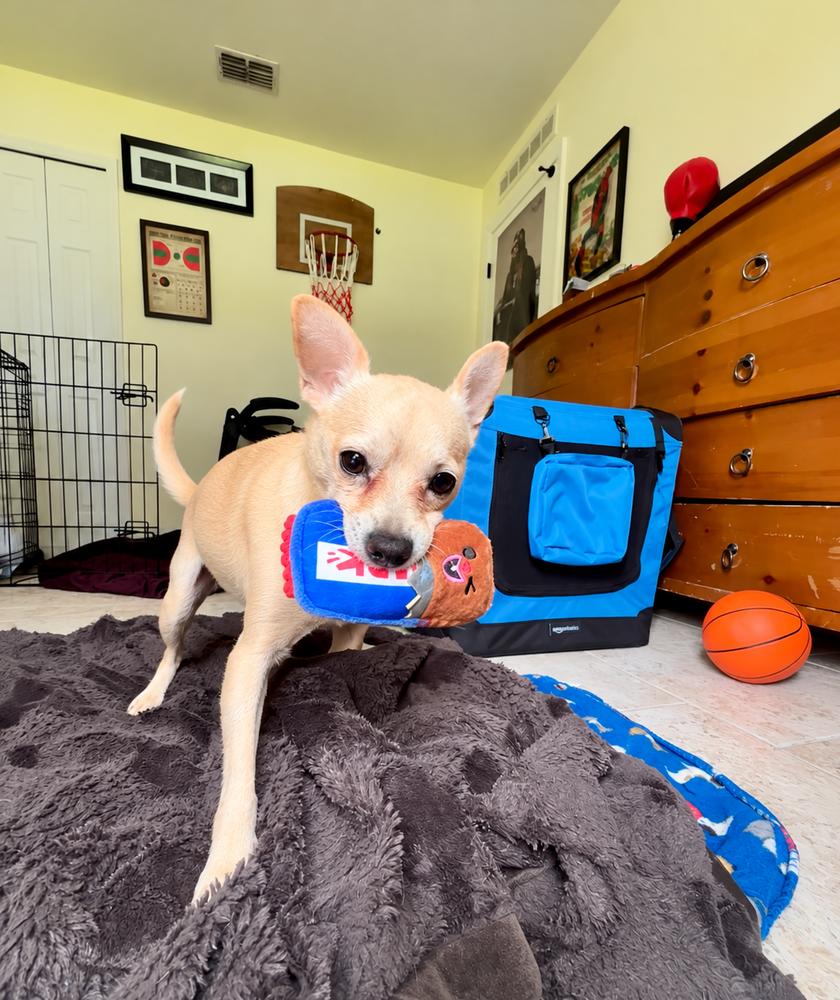 Enlarge Rolo, a Adoptable Chihuahua in Melbourne Beach, FL image 2/6
