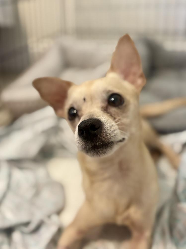 Enlarge Rolo, a Adoptable Chihuahua in Melbourne Beach, FL image 3/6