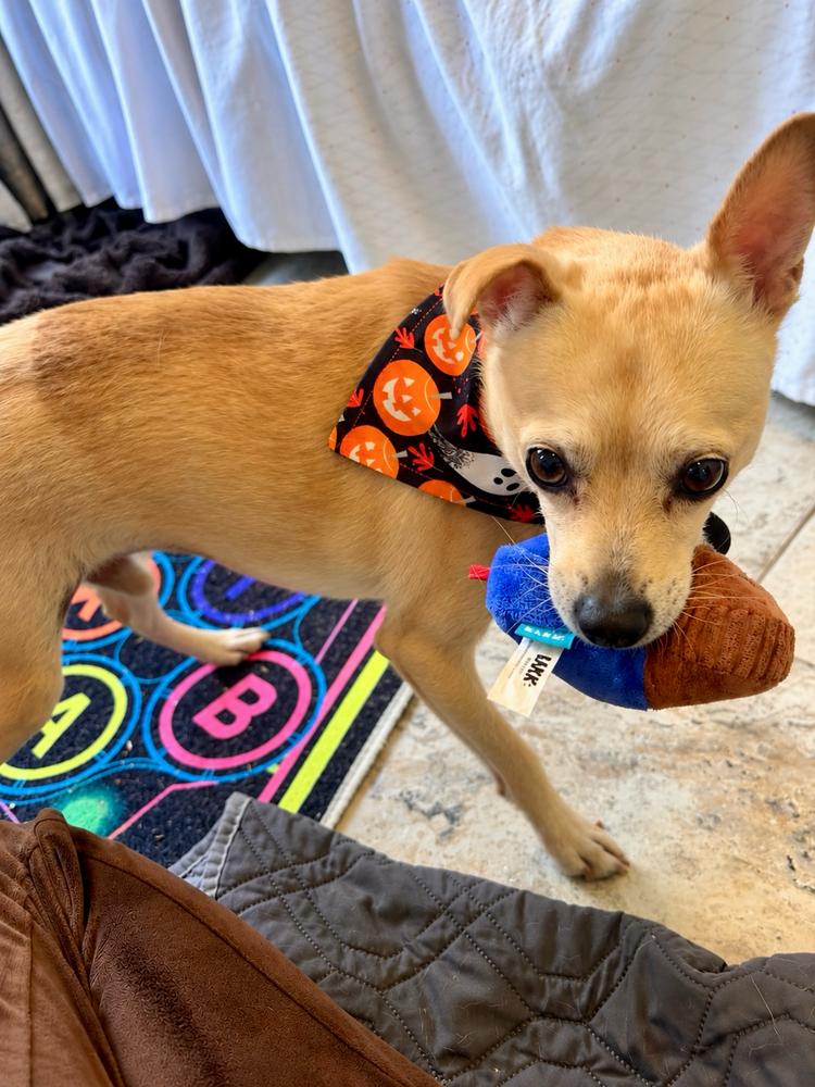 Enlarge Rolo, a Adoptable Chihuahua in Melbourne Beach, FL image 4/6