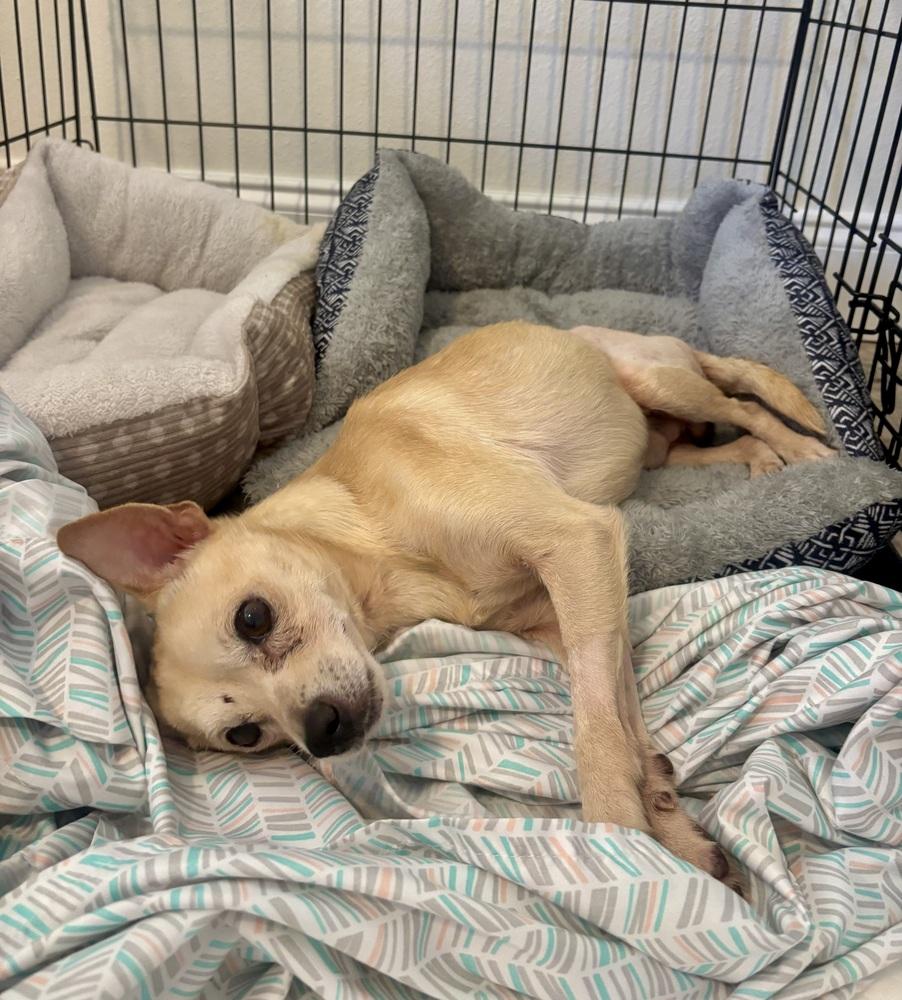 Enlarge Rolo, a Adoptable Chihuahua in Melbourne Beach, FL image 5/6