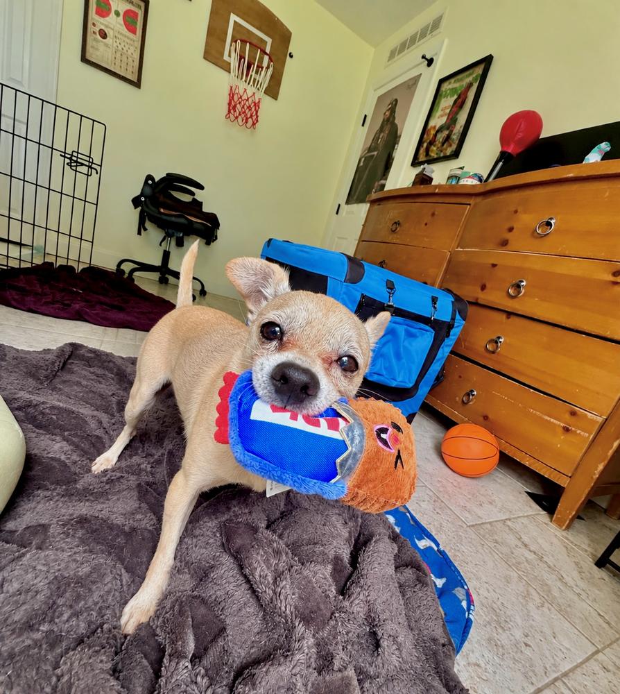 Enlarge Rolo, a Adoptable Chihuahua in Melbourne Beach, FL image 6/6