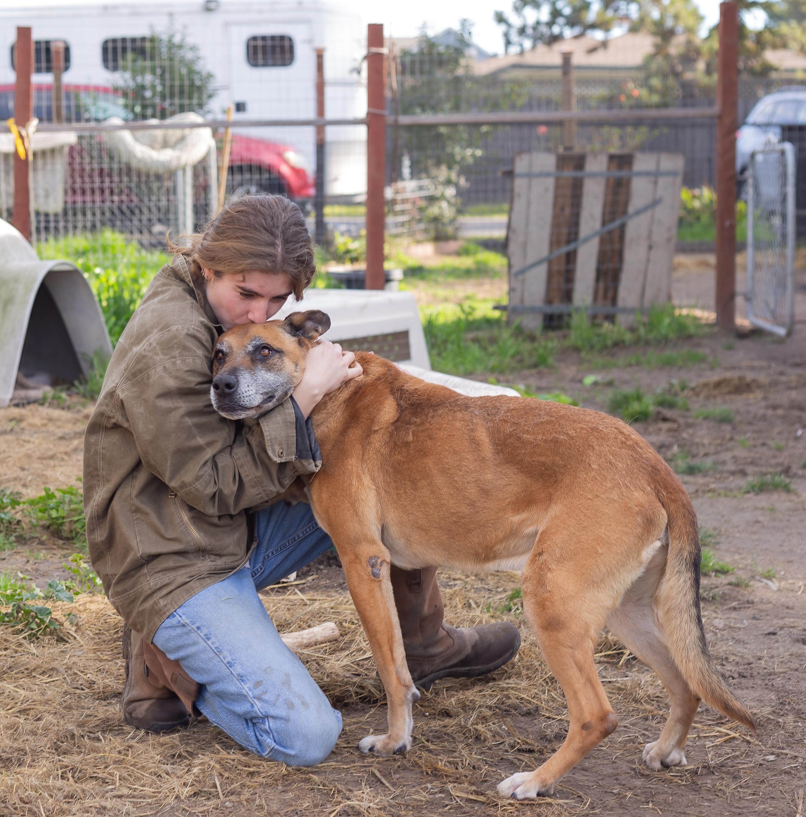 Enlarge Garrison, a Adoptable mixed breed in Petaluma, CA image 3/6