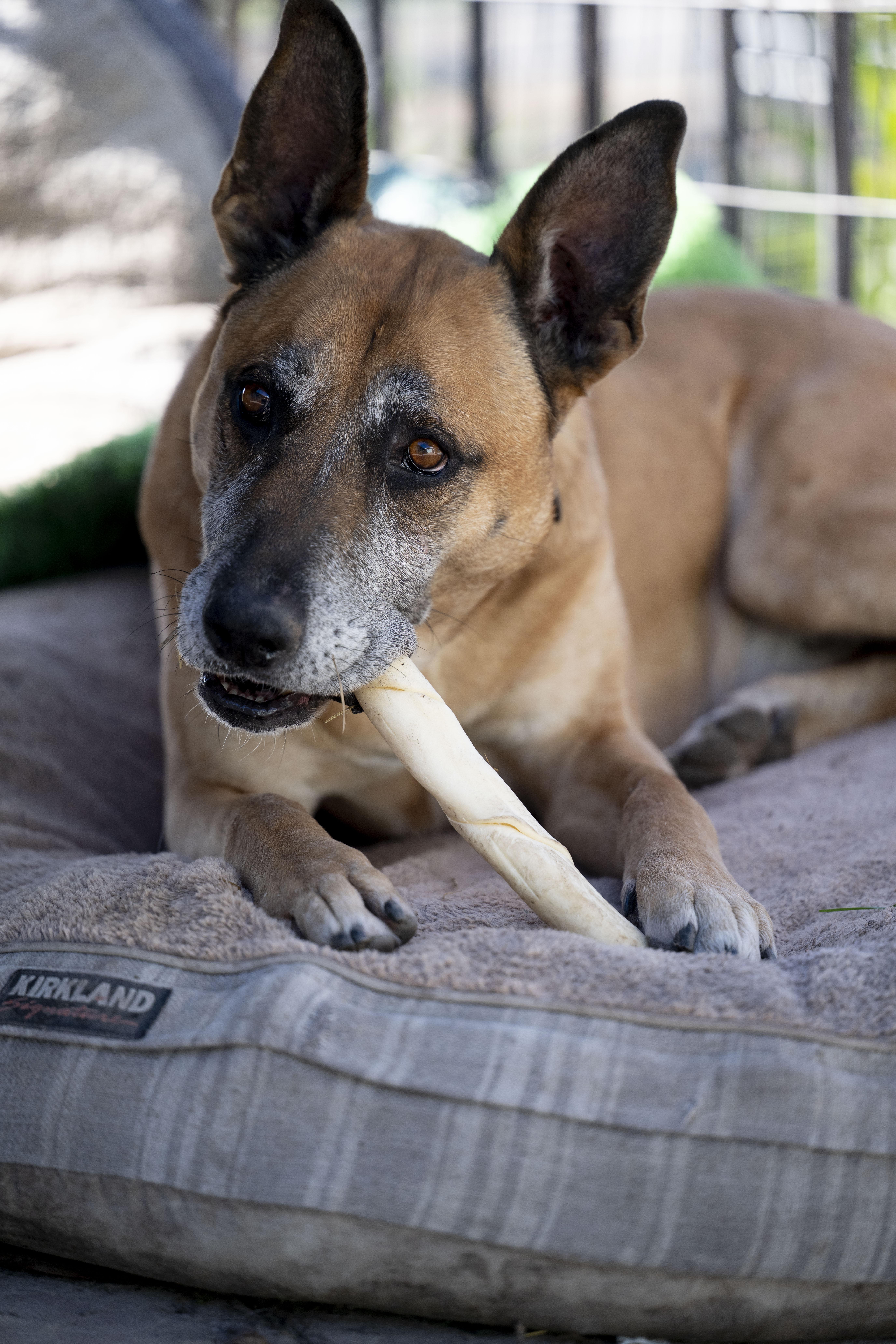 Enlarge Garrison, an adopted mixed breed in Petaluma, CA image 6/6