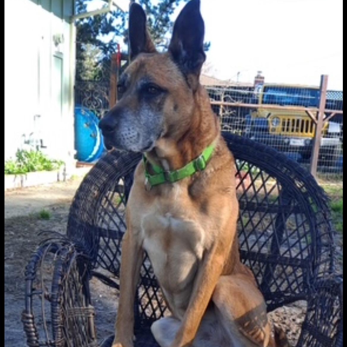 Garrison, Adoptable, Senior Male German Shepherd Dog & American Staffordshire Terrier.