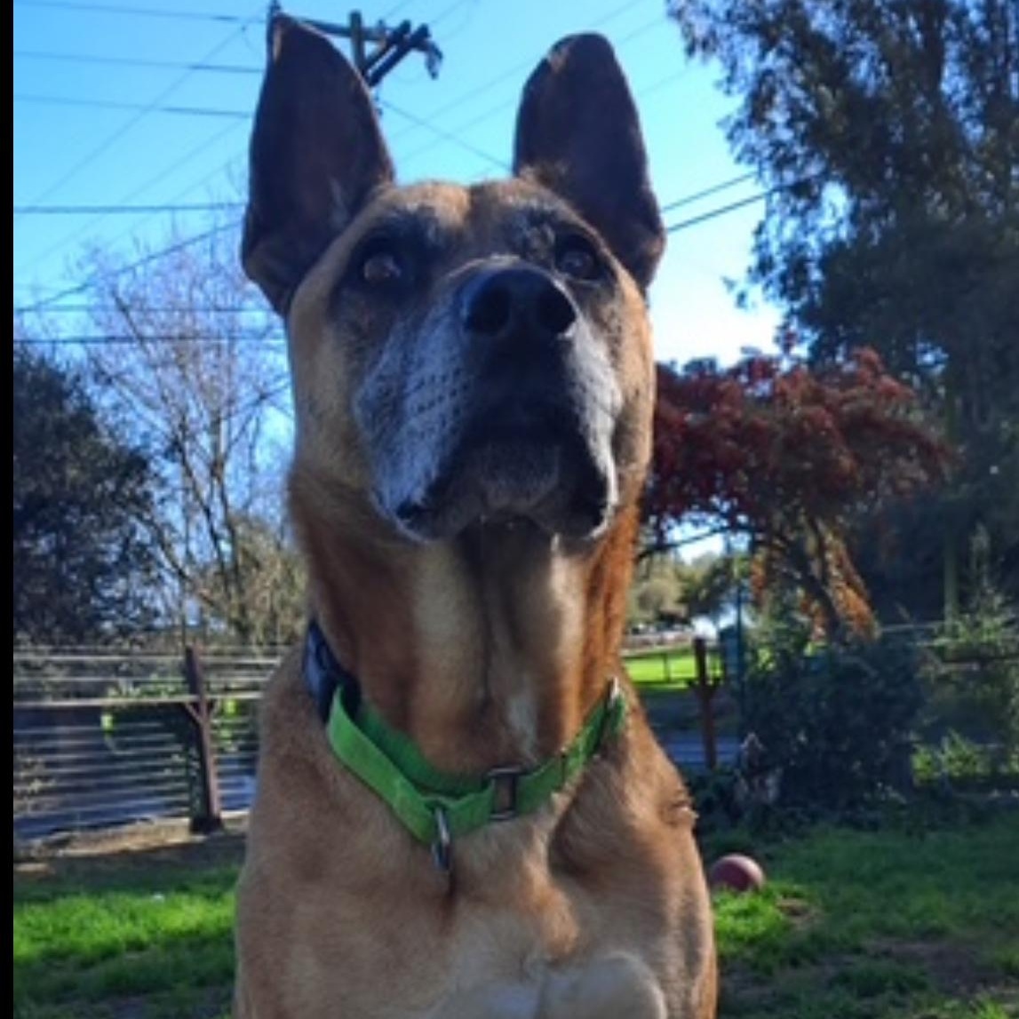 Enlarge Garrison, a Adoptable mixed breed in Petaluma, CA image 3/6