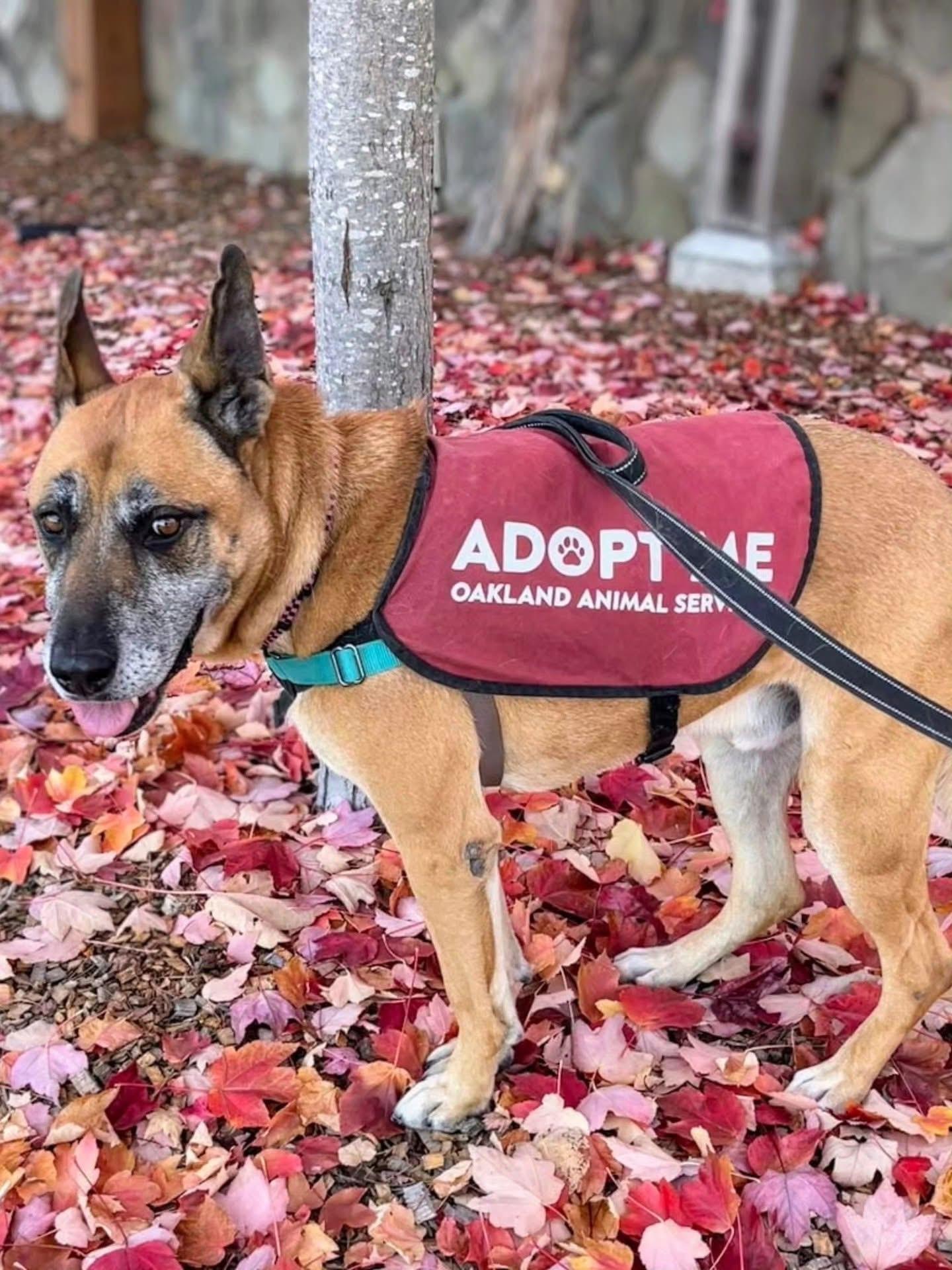 Enlarge Garrison, a Adoptable mixed breed in Petaluma, CA image 4/6