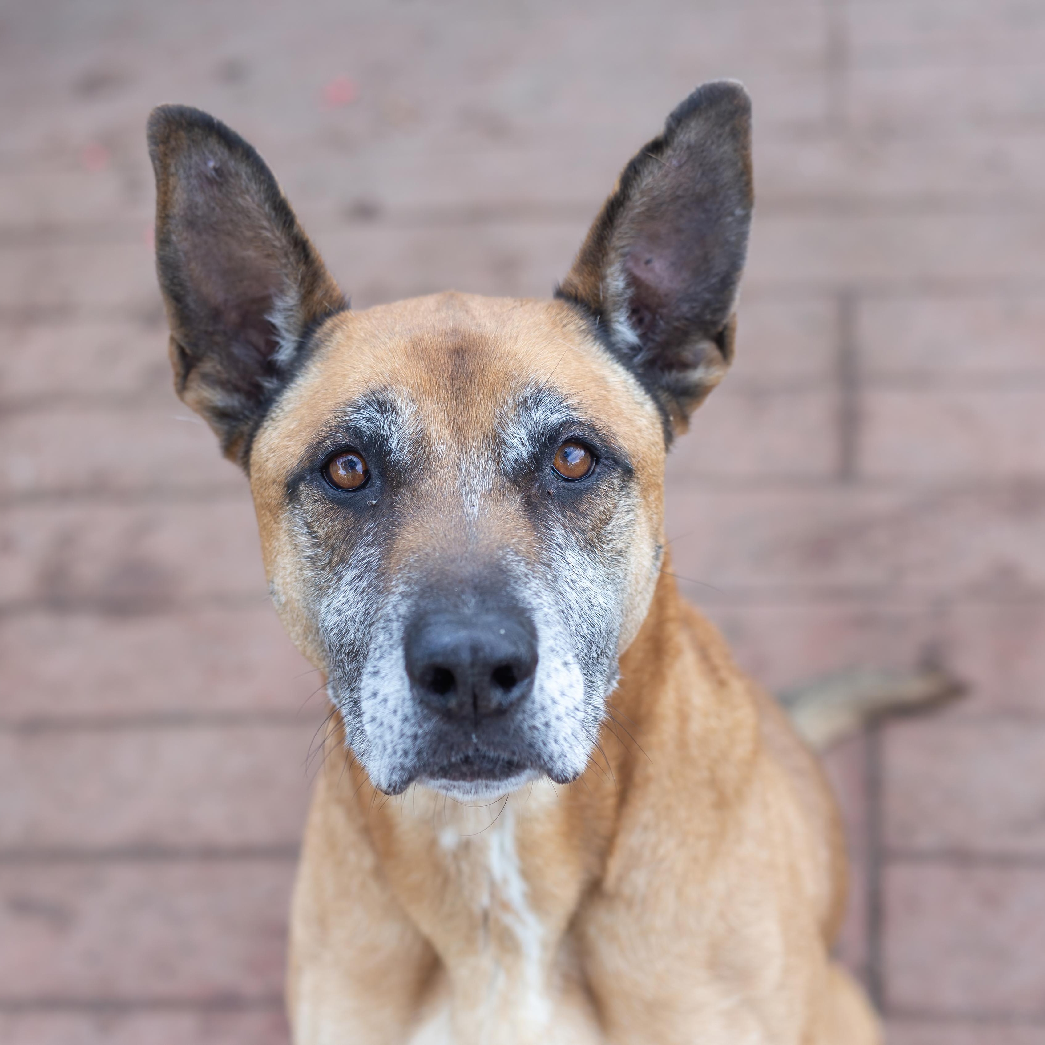 Garrison, Adoptable, Senior Male German Shepherd Dog & American Staffordshire Terrier.