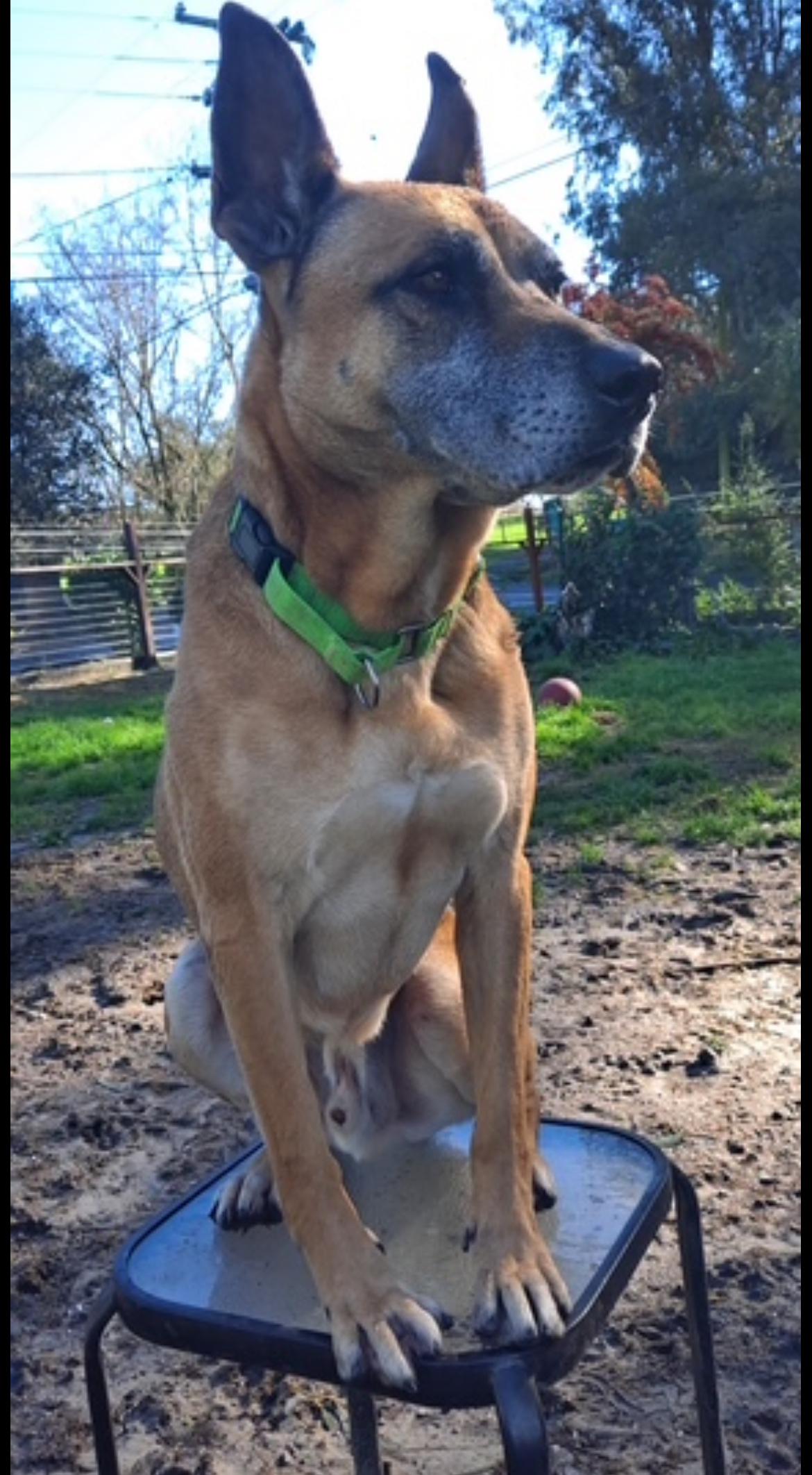 Enlarge Garrison, a Adoptable mixed breed in Petaluma, CA image 5/6