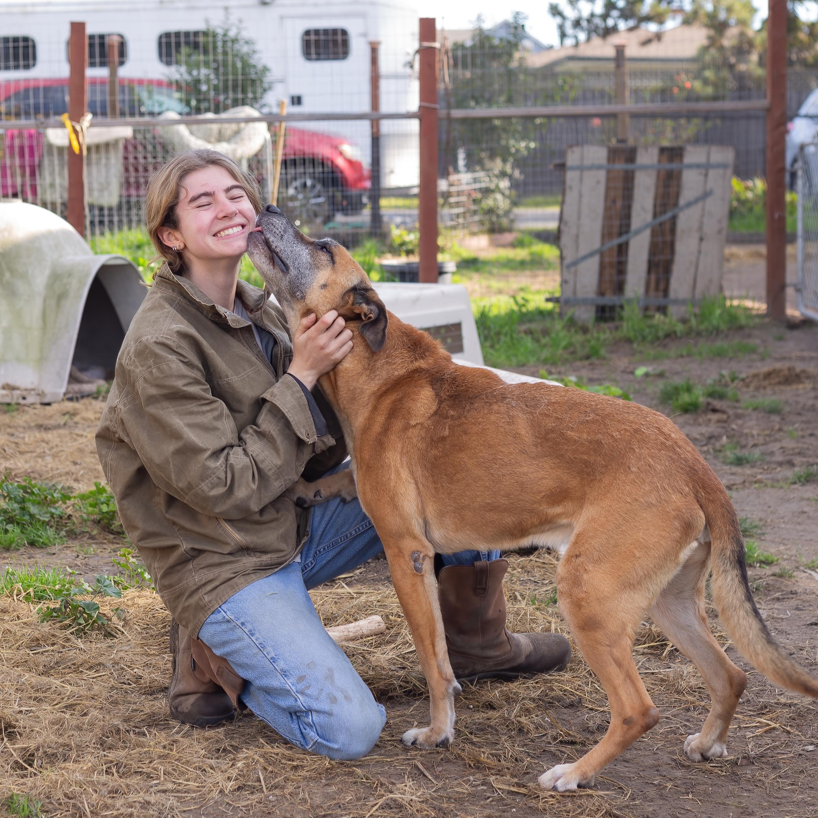 Enlarge Garrison, a Adoptable mixed breed in Petaluma, CA image 5/6