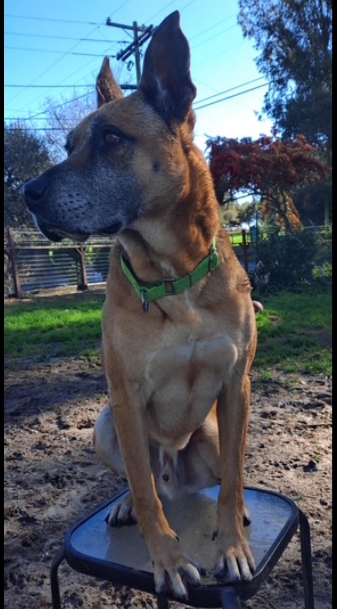 Enlarge Garrison, a Adoptable mixed breed in Petaluma, CA image 6/6