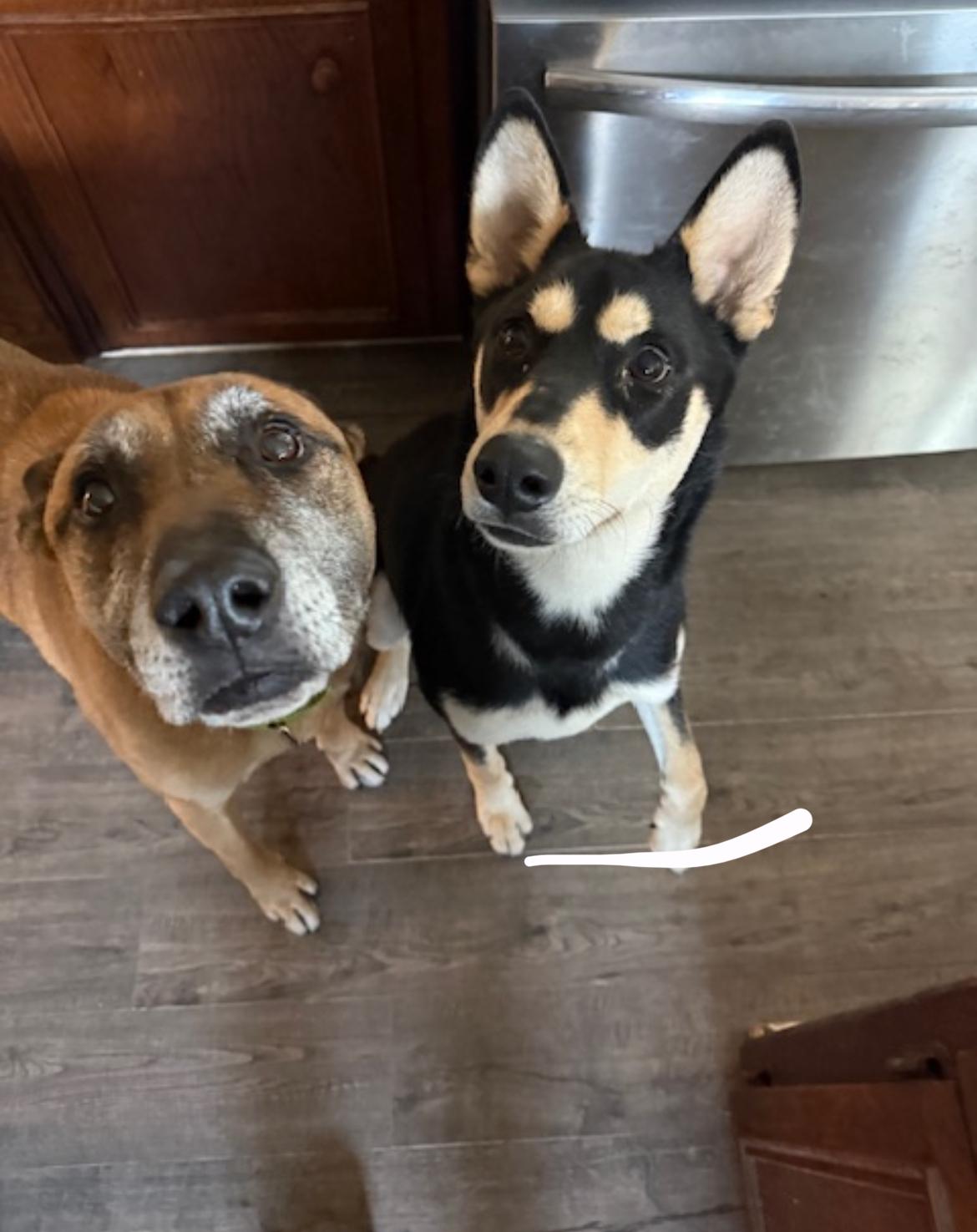 Enlarge Garrison, a Adoptable mixed breed in Petaluma, CA image 2/6