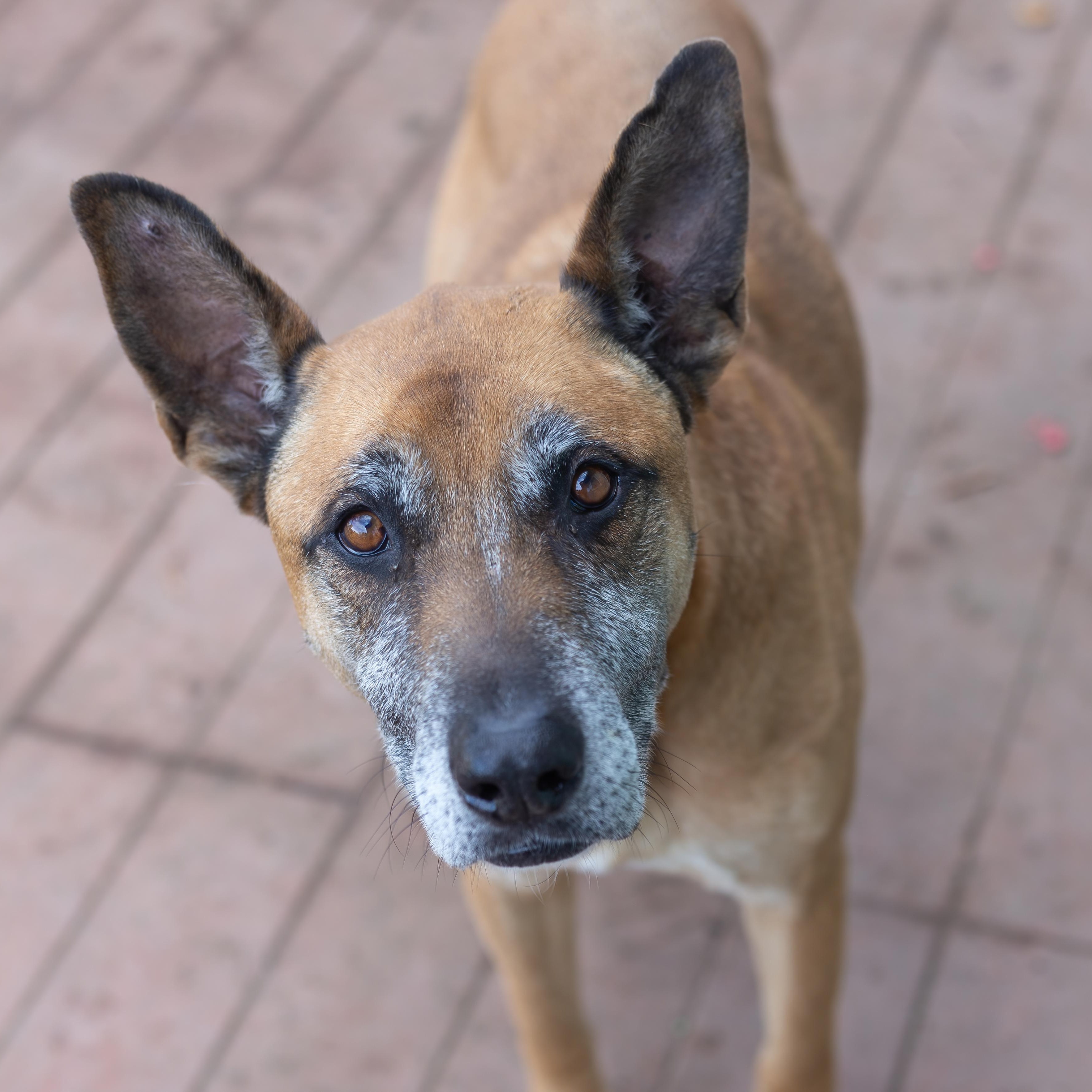 Enlarge Garrison, a Adoptable mixed breed in Petaluma, CA image 6/6