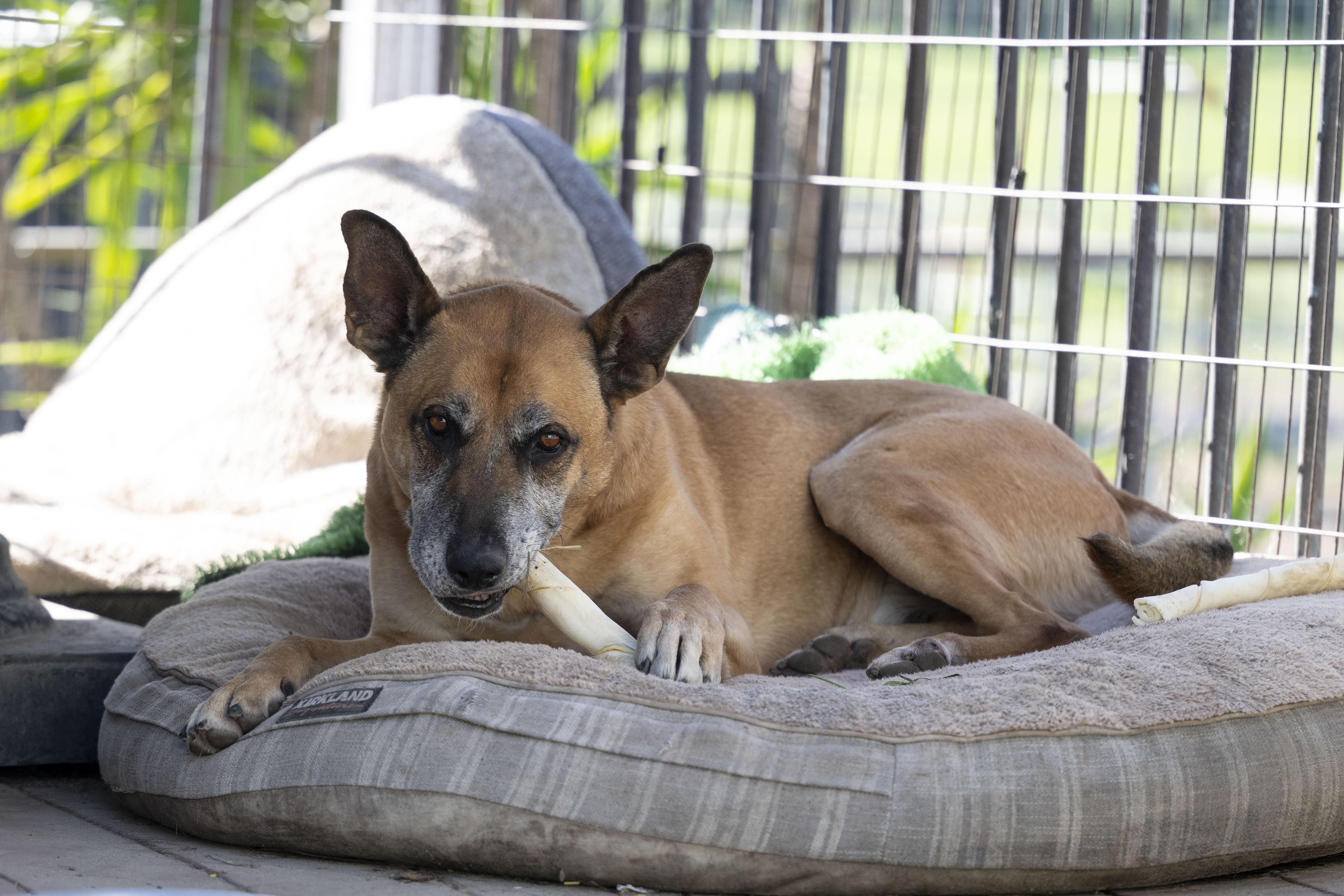 Enlarge Garrison, an adopted mixed breed in Petaluma, CA image 5/6