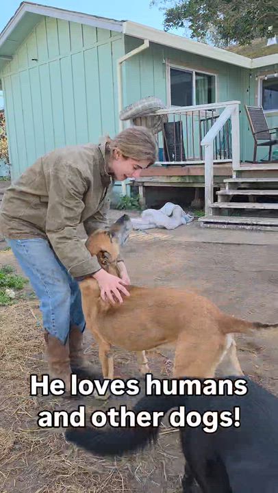 Enlarge Garrison, a Adoptable mixed breed in Petaluma, CA video 2/6