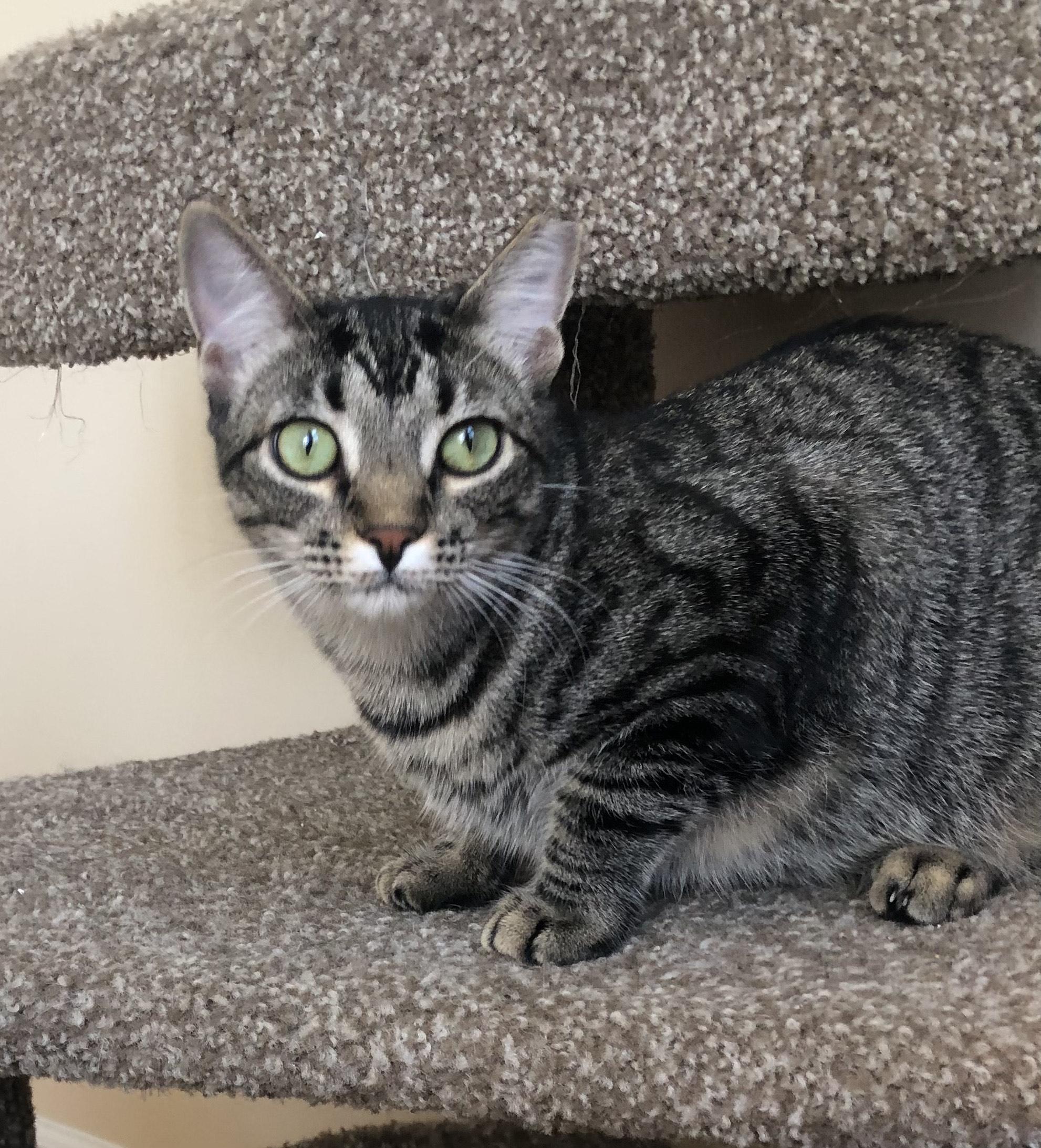 Enlarge Molly, a ADOPTABLE Domestic Short Hair in Mount Pleasant, SC image 2/6