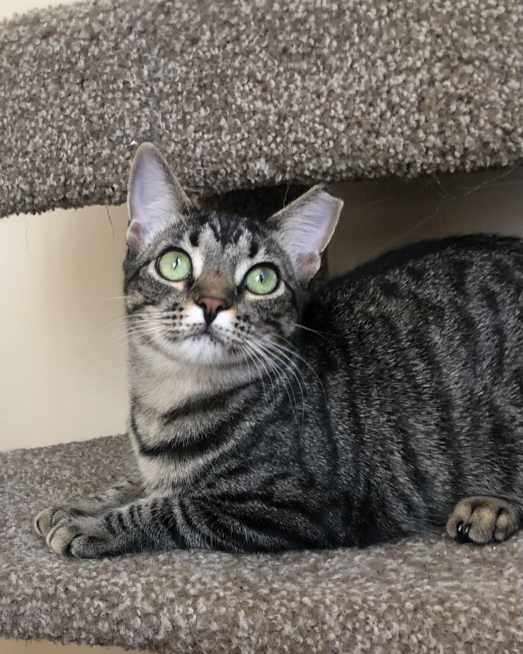 Molly, ADOPTABLE, Young Female Domestic Short Hair.