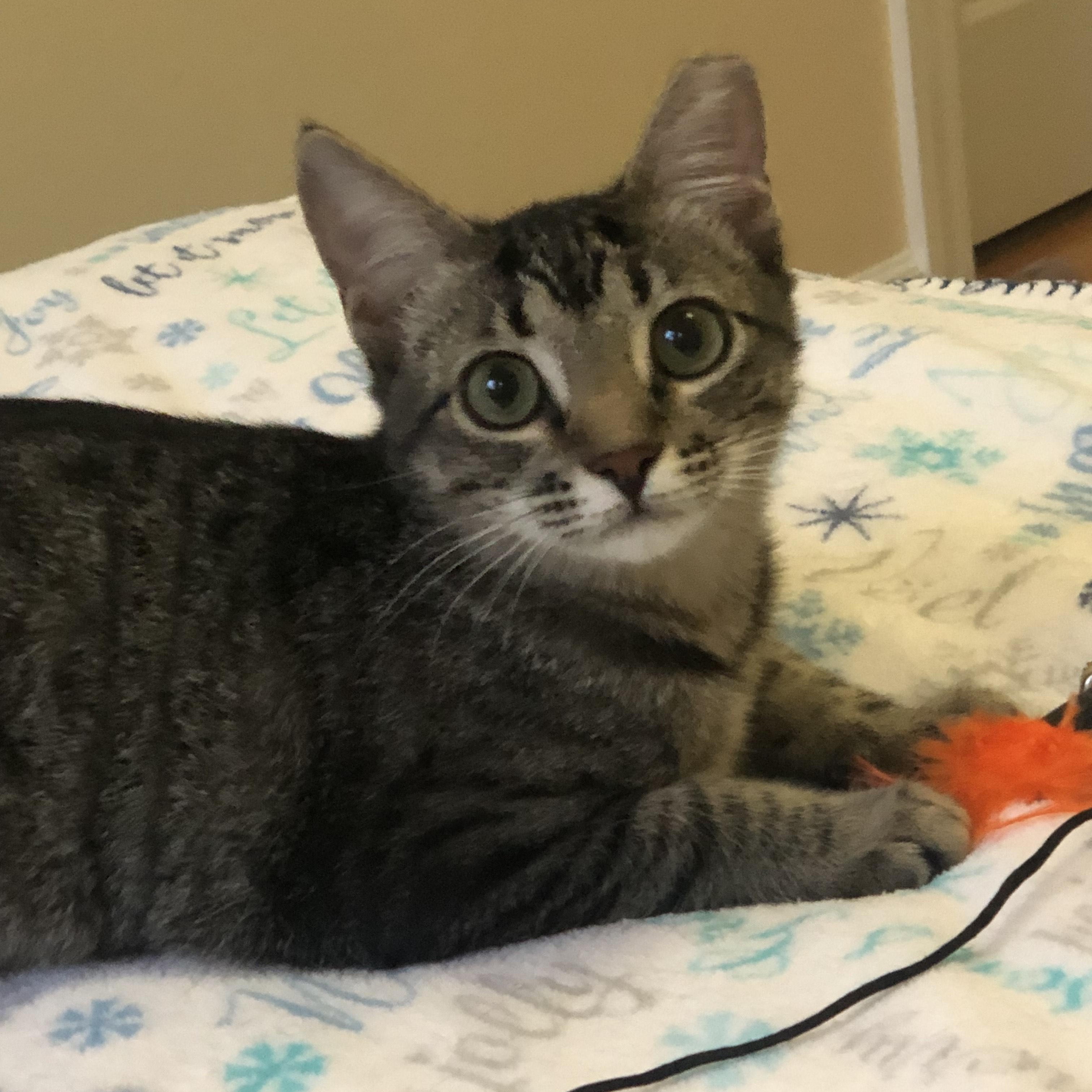 Molly, ADOPTABLE, Kitten Female Domestic Short Hair.