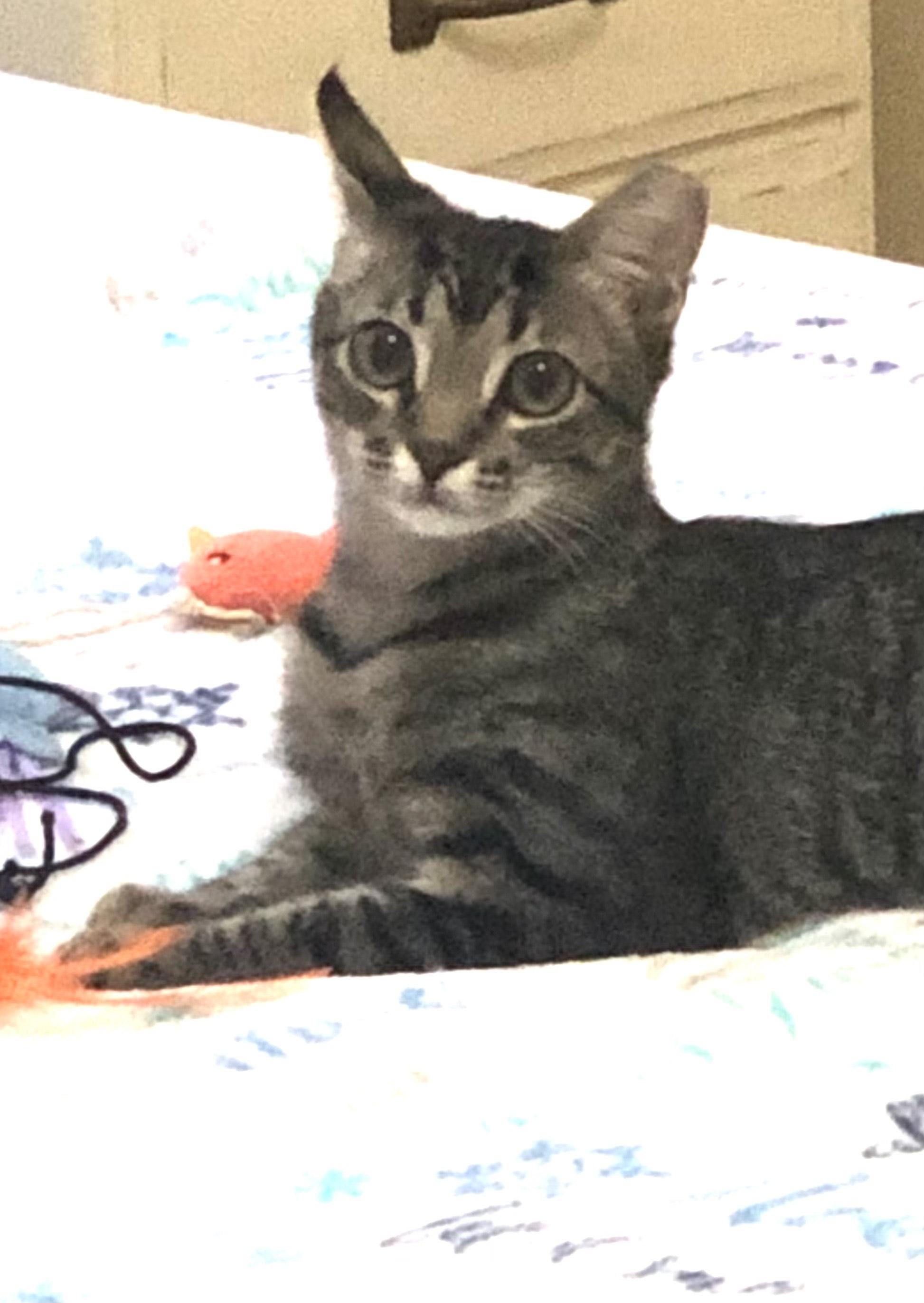 Enlarge Molly, a ADOPTABLE Domestic Short Hair in Mount Pleasant, SC image 2/3