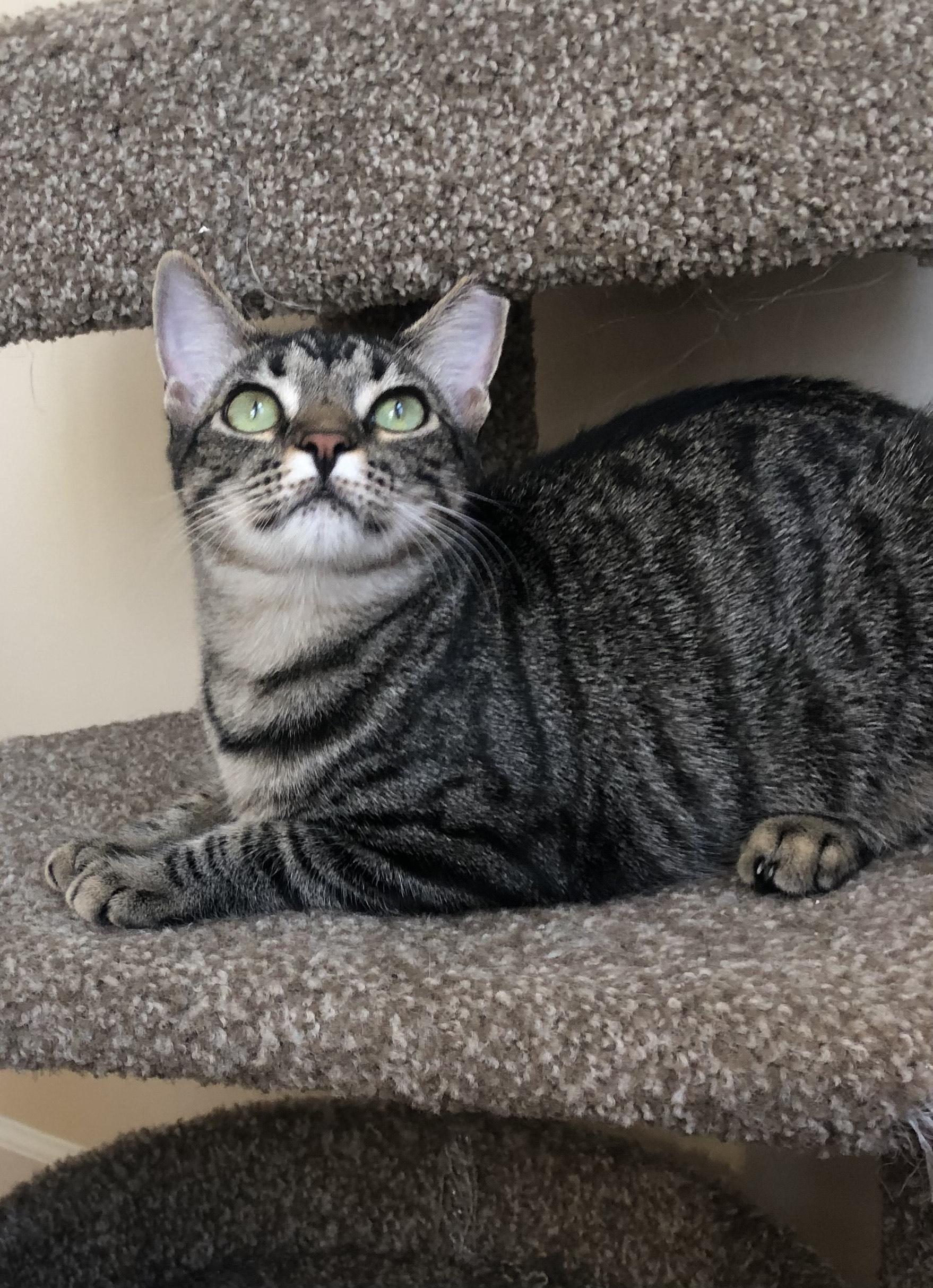Enlarge Molly, a ADOPTABLE Domestic Short Hair in Mount Pleasant, SC image 3/6
