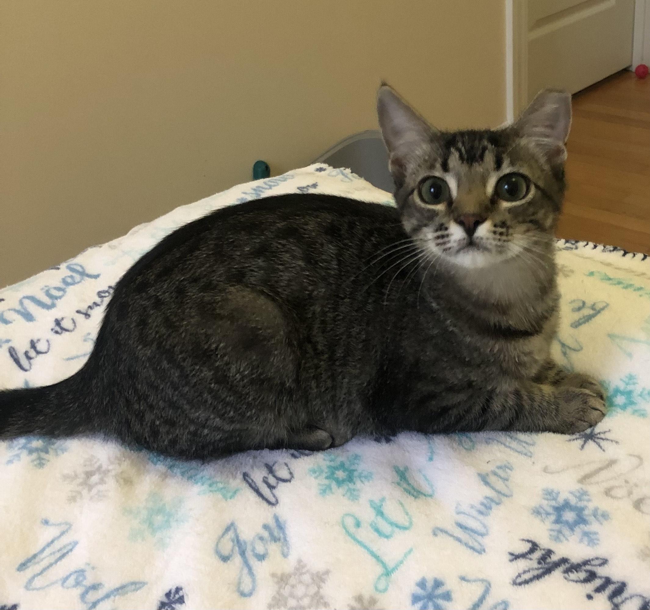 Enlarge Molly, a ADOPTABLE Domestic Short Hair in Mount Pleasant, SC image 3/3