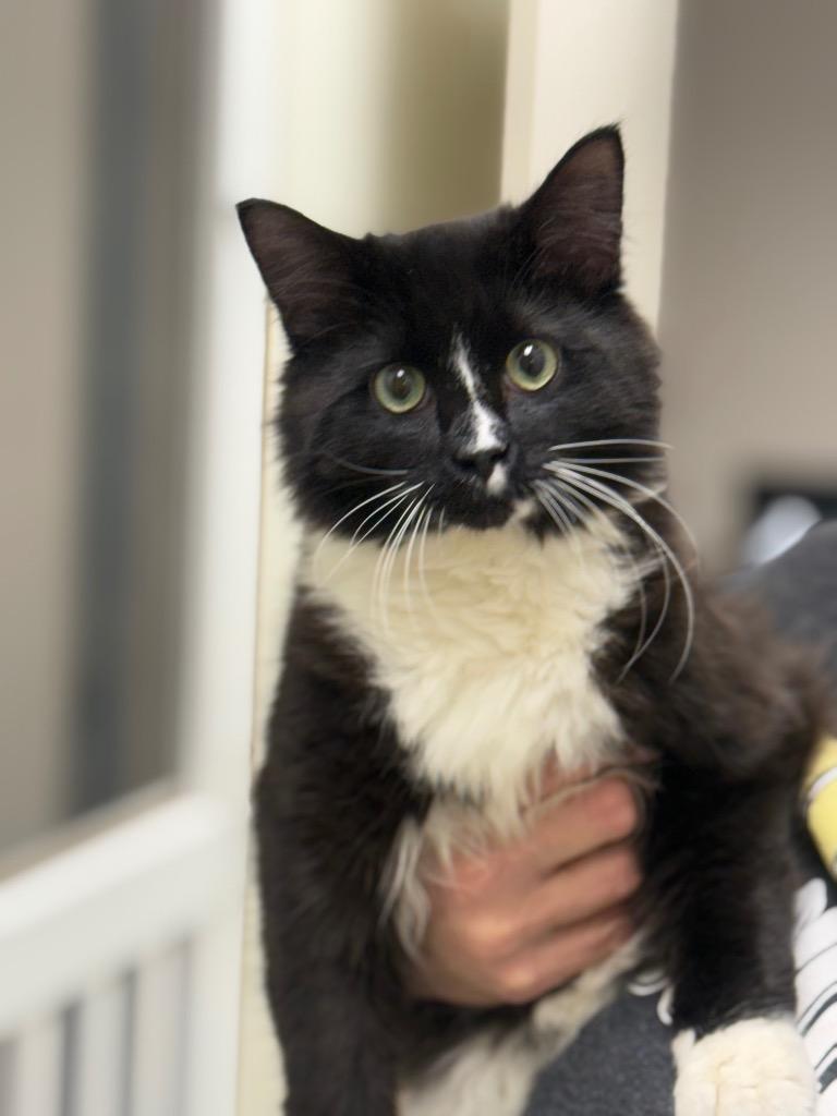 Fletcher, Adoptable, Adult Male Domestic Medium Hair.