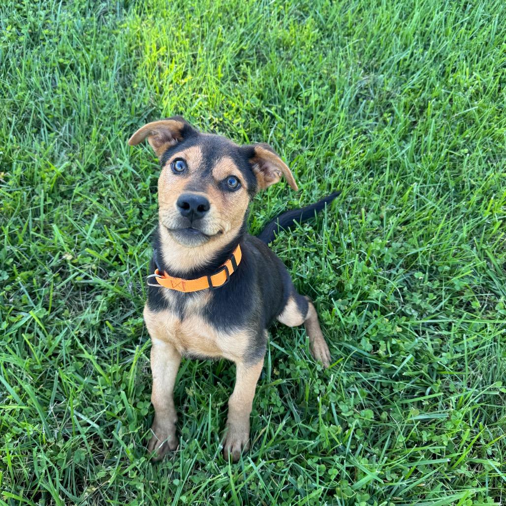 Morty, Adopted, Puppy Male Labrador Retriever.