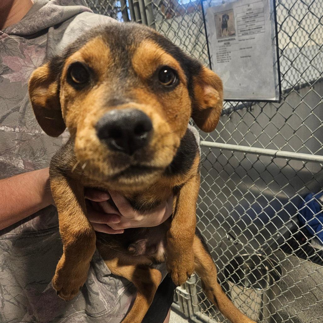 Enlarge Morty, a Adopted Labrador Retriever in Monticello, IA image 4/5