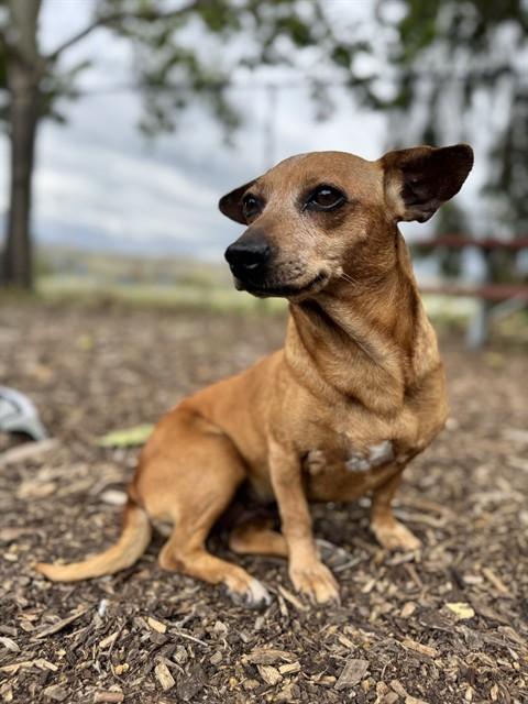 PIPER, Adoptable, Adult Female Chihuahua & Dachshund.