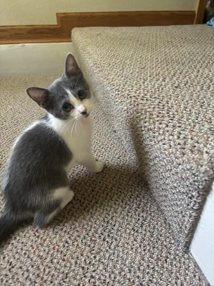 Mossy — thumbnail 2