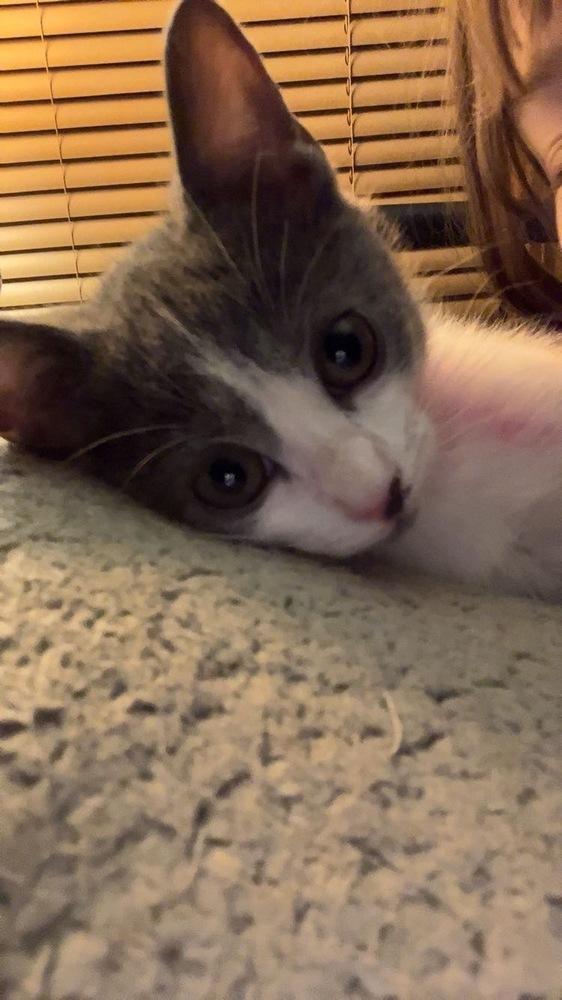 Mossy — thumbnail 3