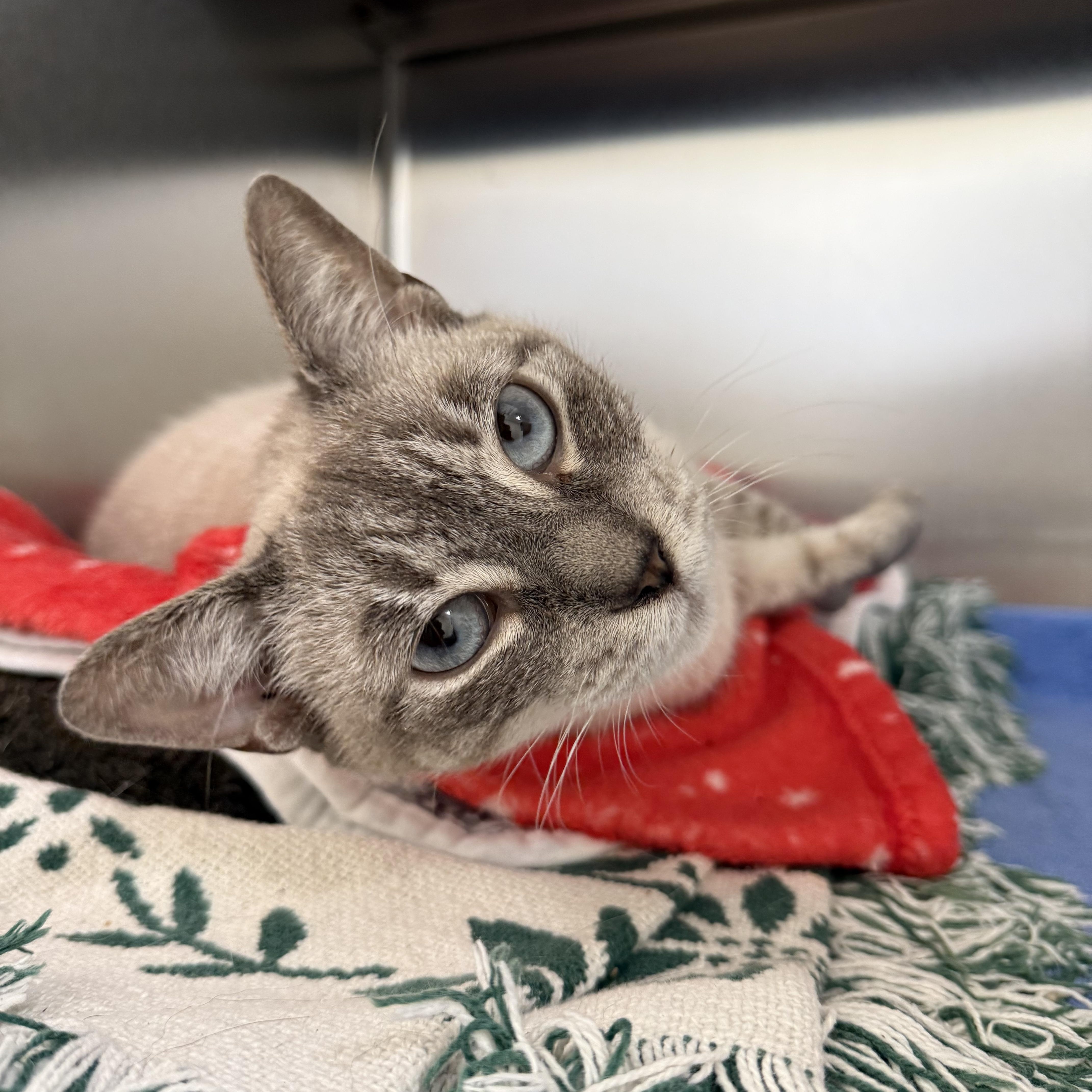 Enlarge Willie, an adopted Siamese in Brownsville, VT image 1/1
