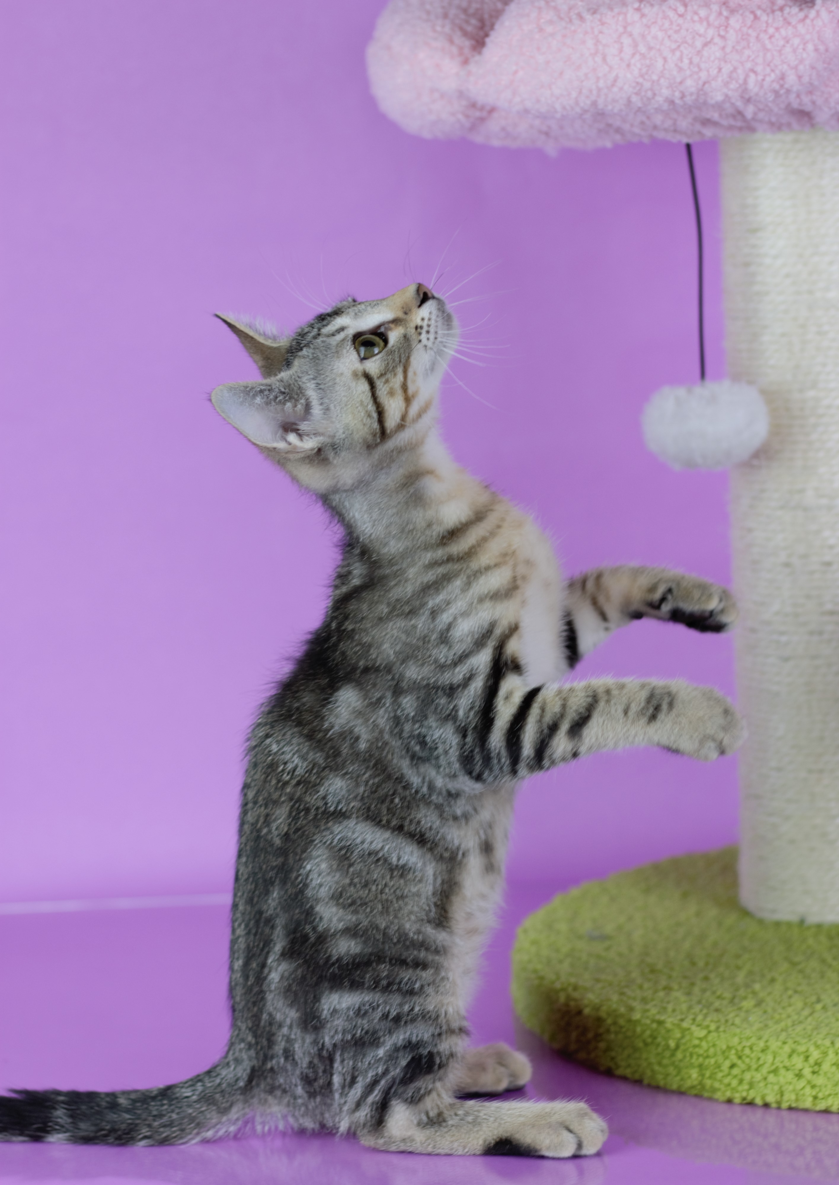 Hushpuppy, a Adoptable mixed breed in Johnston, RI image 4/6