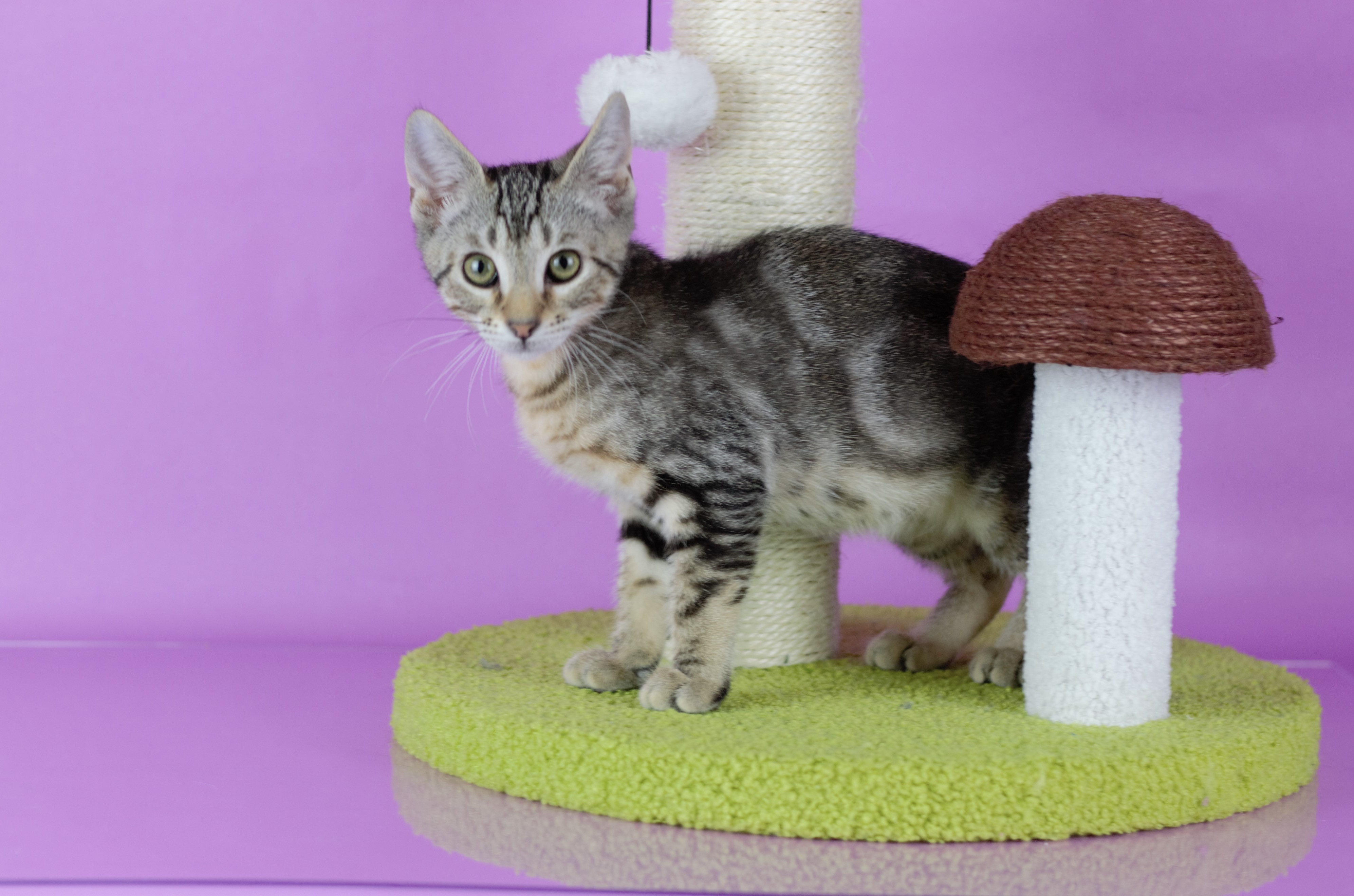 Hushpuppy, Adoptable, Kitten Male Domestic Short Hair & Tabby.