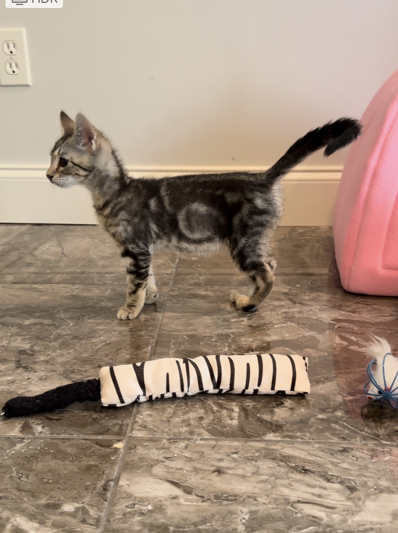 Hushpuppy, a Adoptable mixed breed in Johnston, RI image 5/6