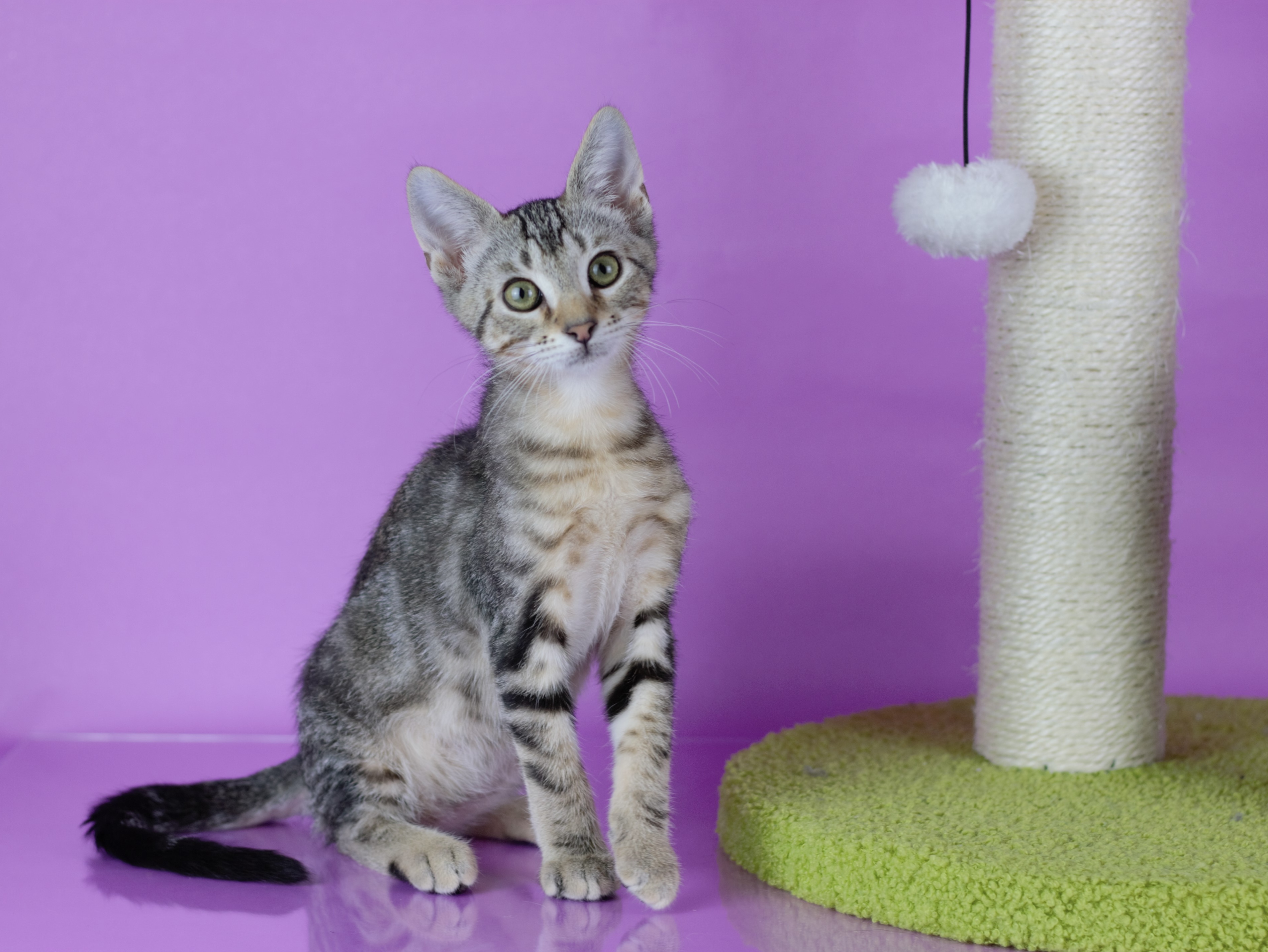 Hushpuppy, a Adoptable mixed breed in Johnston, RI image 2/6