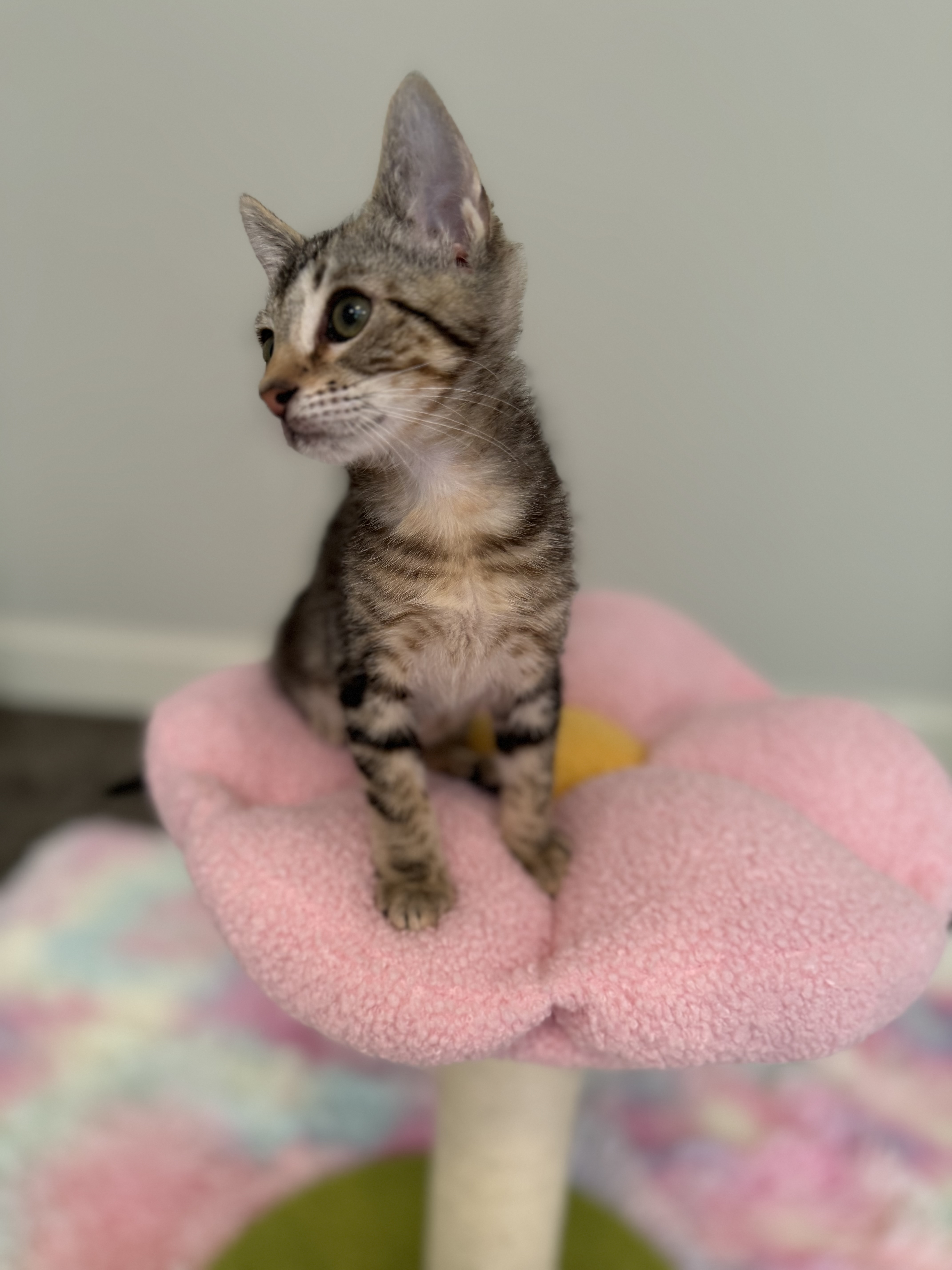 Hushpuppy, a Adoptable mixed breed in Johnston, RI image 6/6