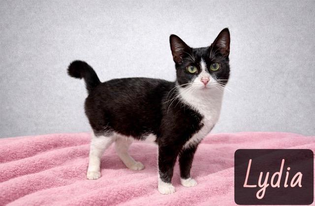 Lydia, adopted, Young Female Domestic Short Hair.