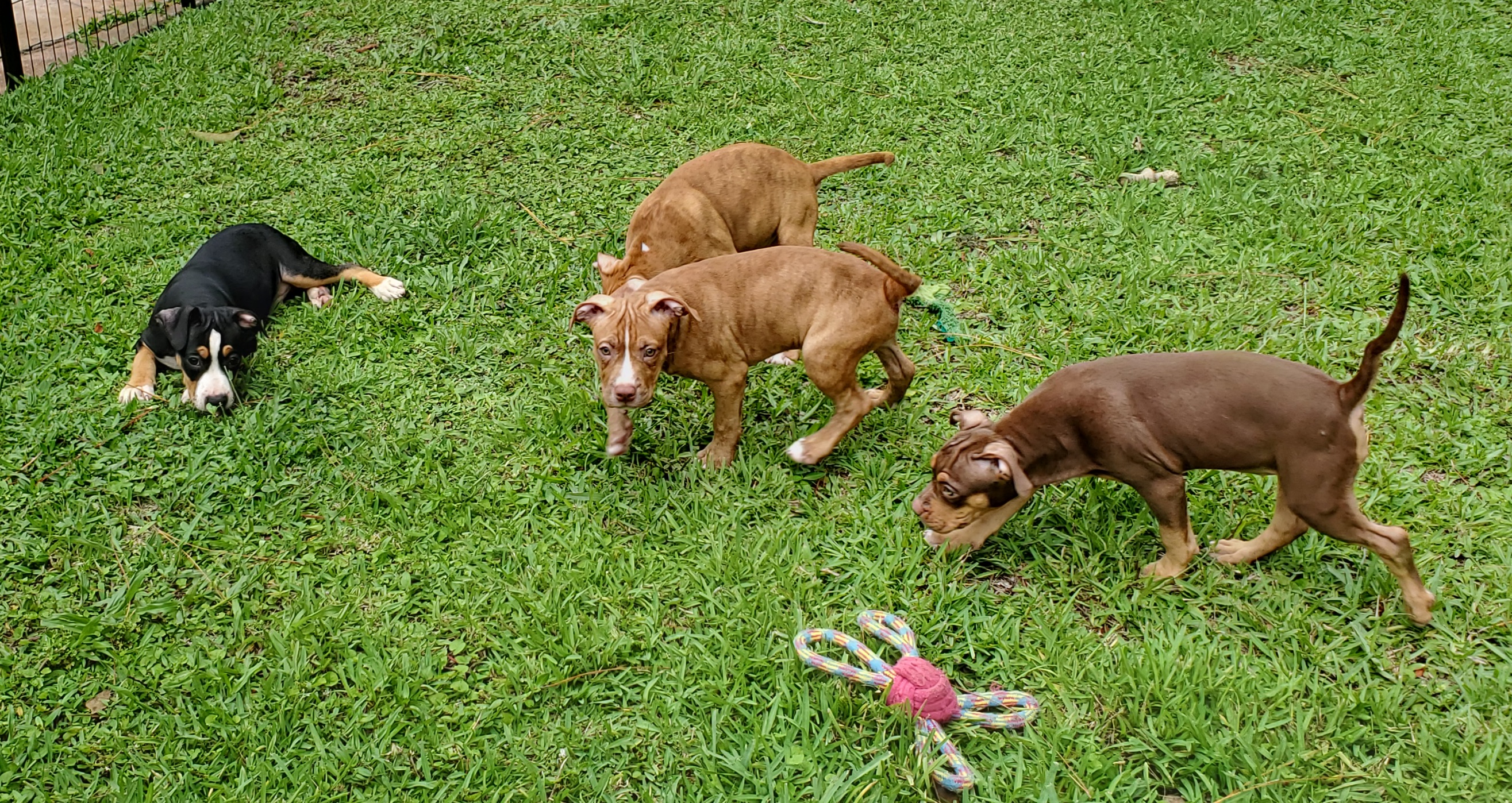 Klover, a Adopted Pit Bull Terrier in West Palm Beach, FL image 3/5
